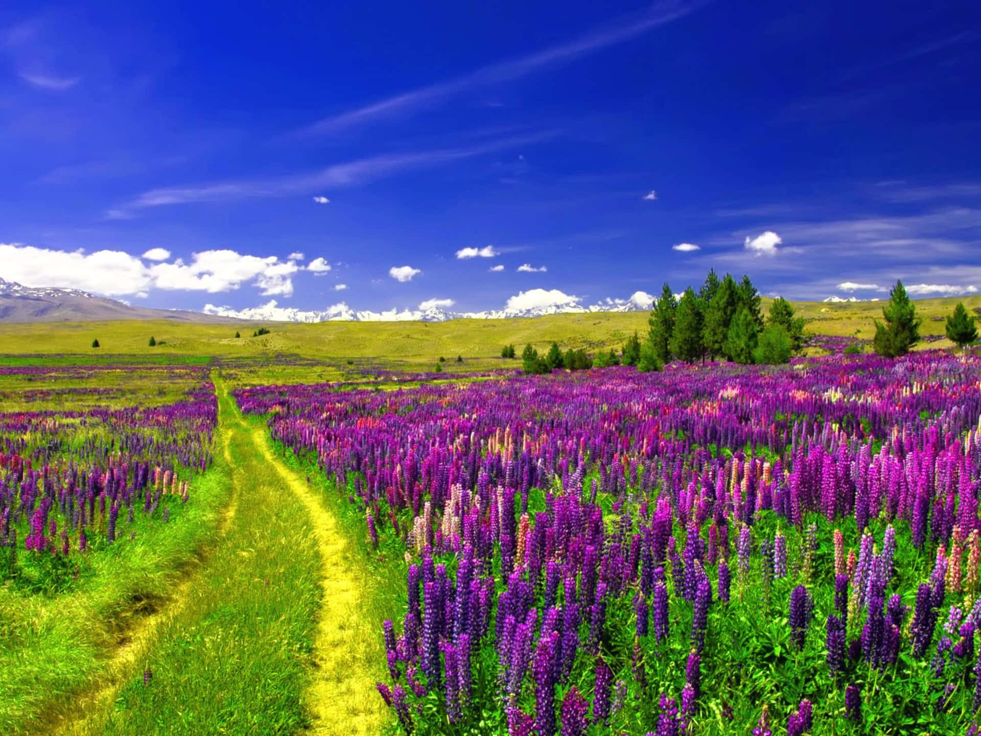 一條泥土小徑蜿蜒穿過紫色花田，背景有山脈。