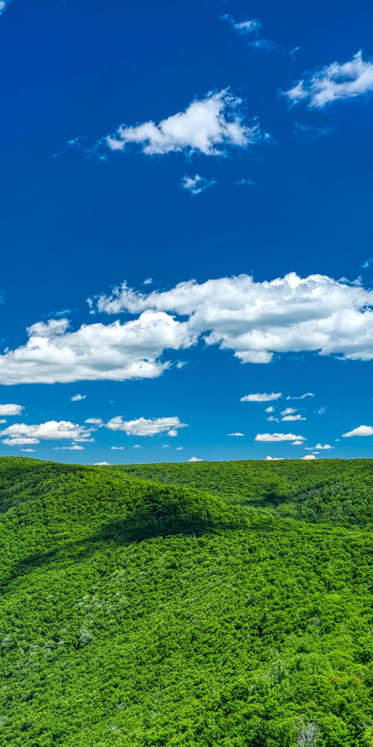 綠草地森林與天空肖像背景 壁紙 — 廣闊的翠綠森林覆蓋著起伏的山丘，在點綴著蓬鬆白雲的燦爛藍天下。