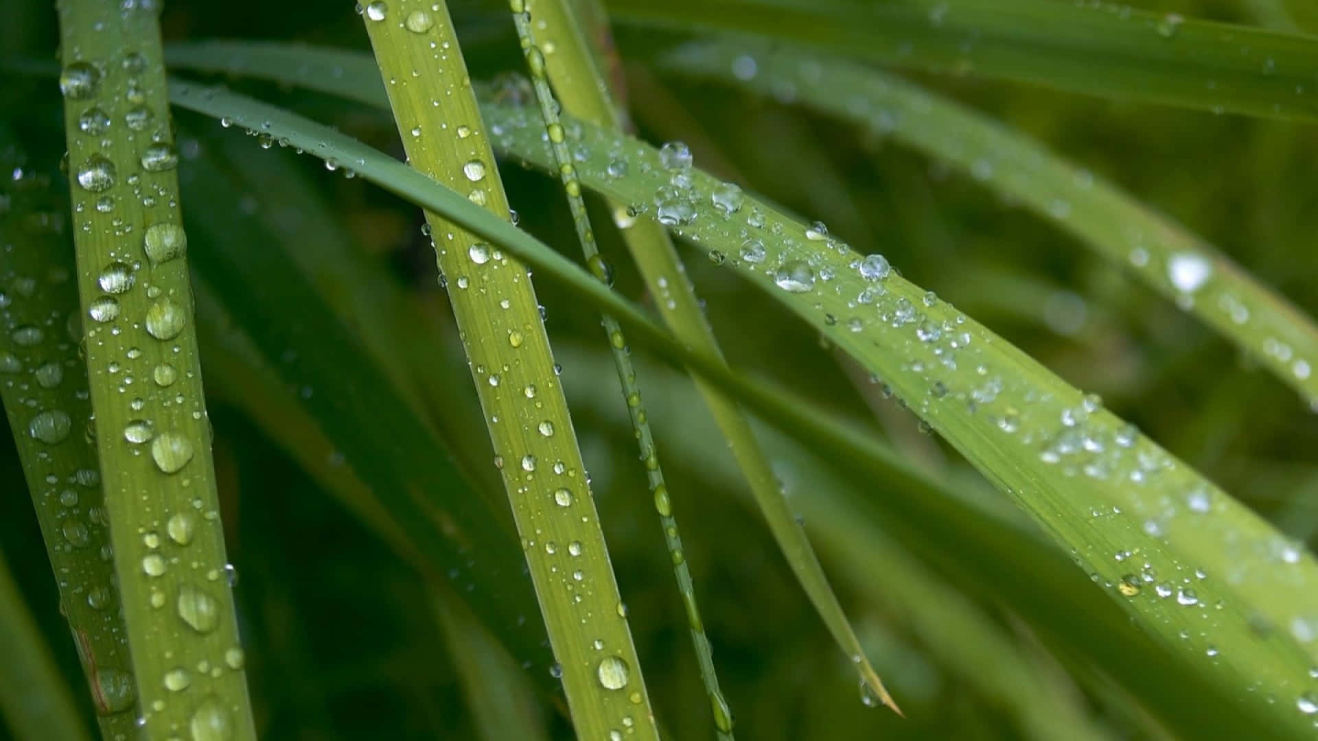 雨後覆蓋著閃爍露珠的綠色草葉。
