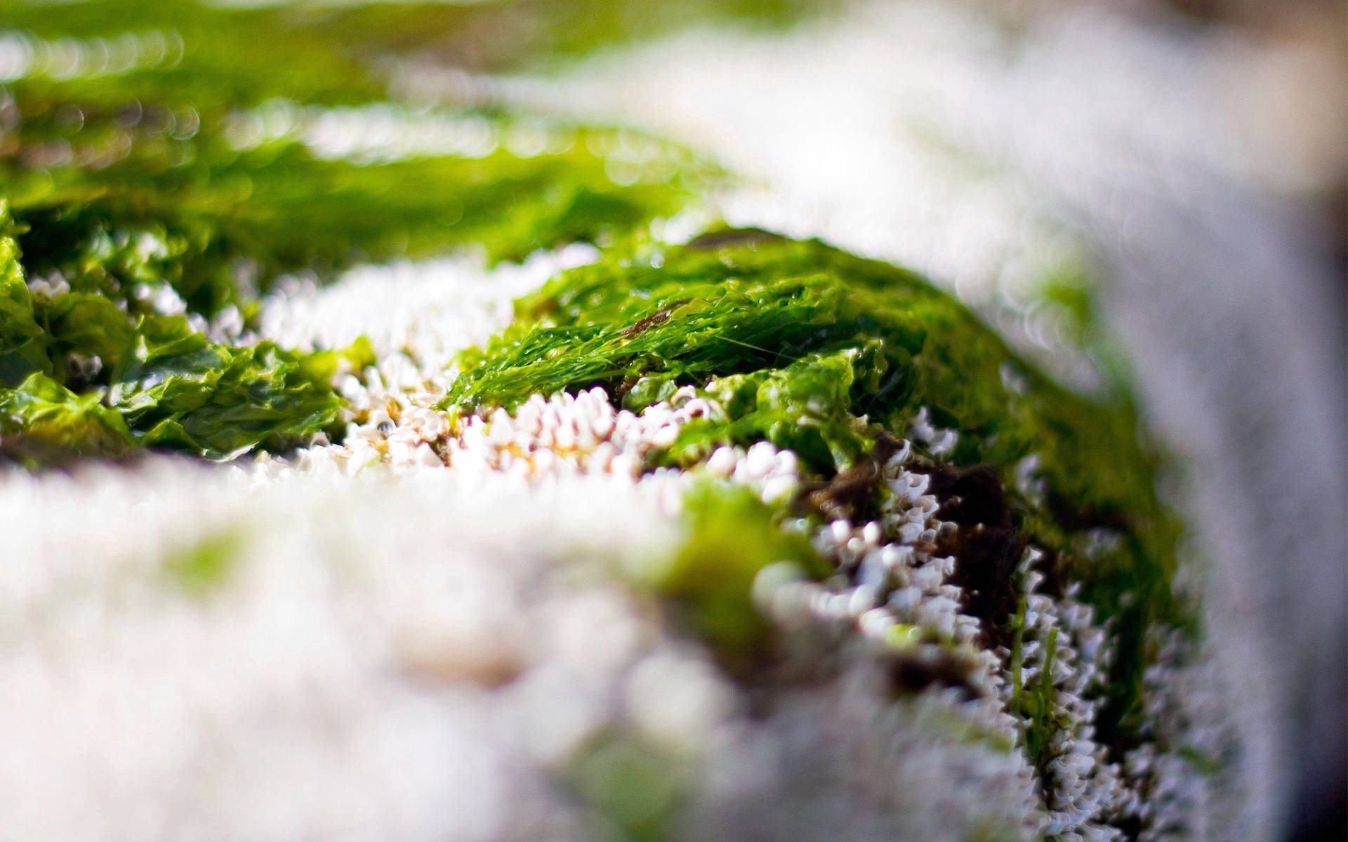 淺景深下雪地上生長的綠色苔蘚