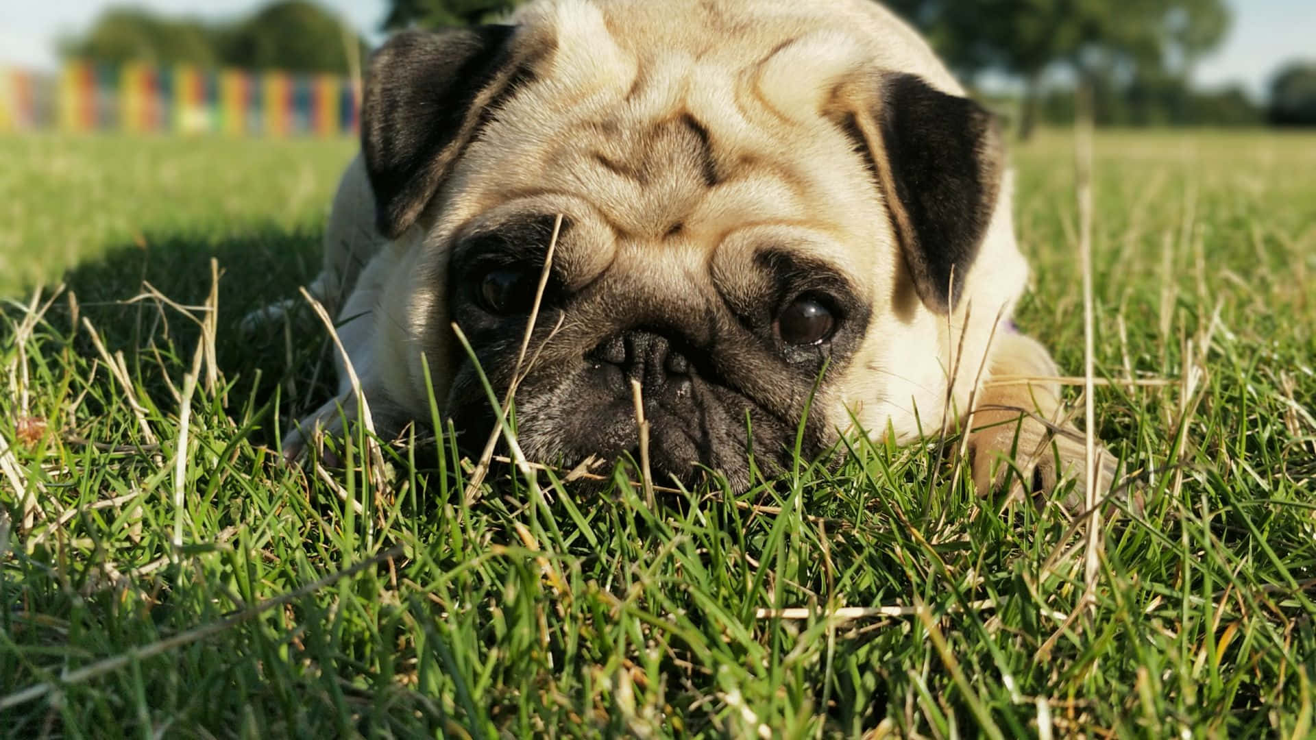 一隻八哥犬在陽光明媚的戶外環境中，在綠草上休息。