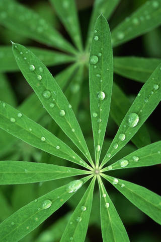 一片綠葉，水珠在陽光下閃閃發光。