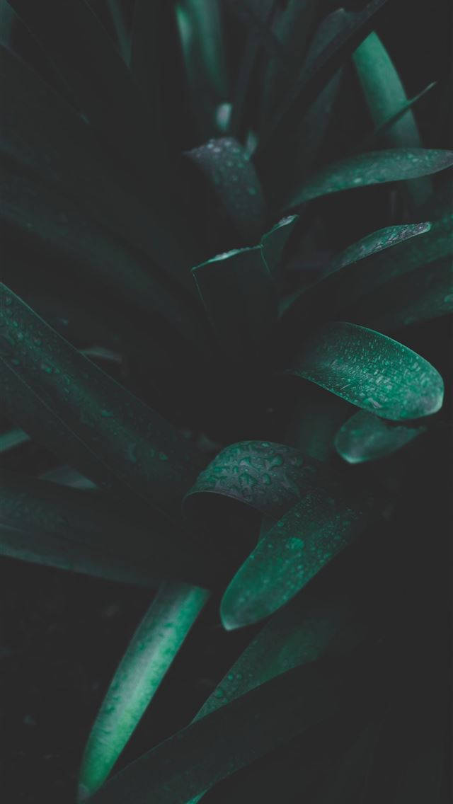 陰影光線下帶水滴的暗綠色多肉植物葉片。