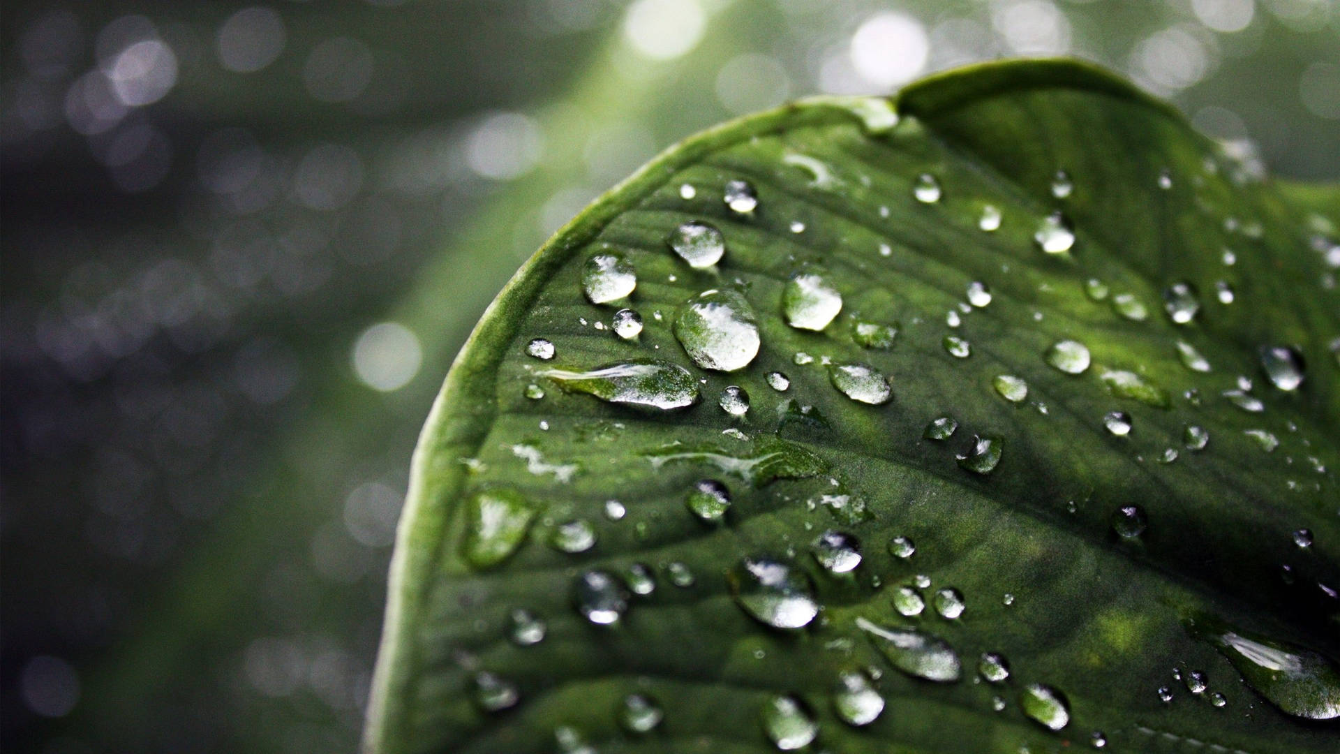 特寫雨滴落在茂盛綠葉上，背景模糊。