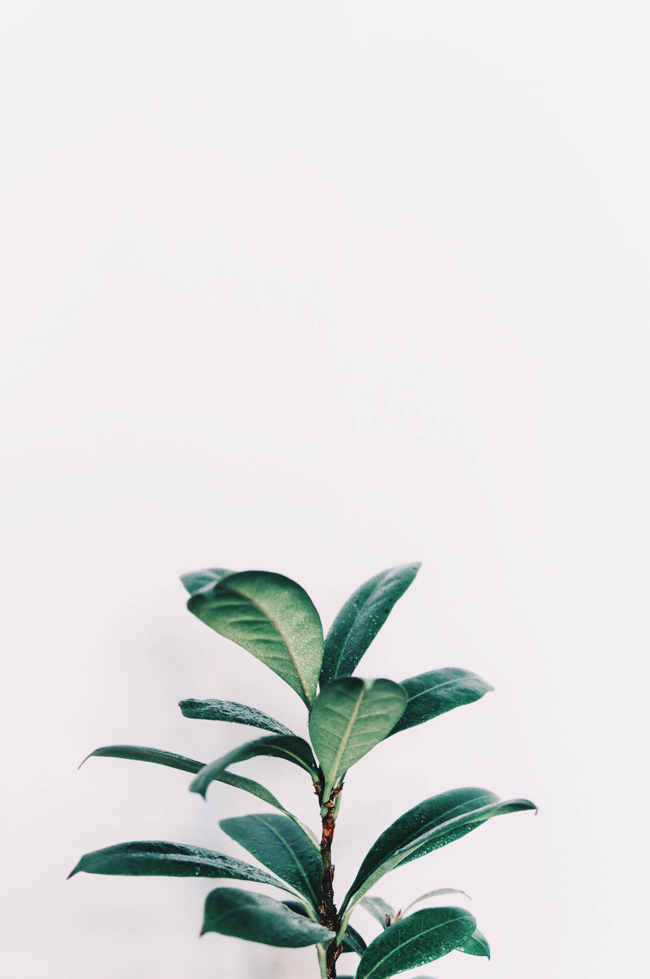 白色背景上的綠色葉子植物