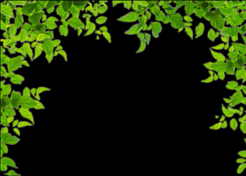 綠葉框架背景 壁紙 — 充滿活力的綠色葉片形成自然邊框，在茂盛的植物設計中襯托黑色背景。