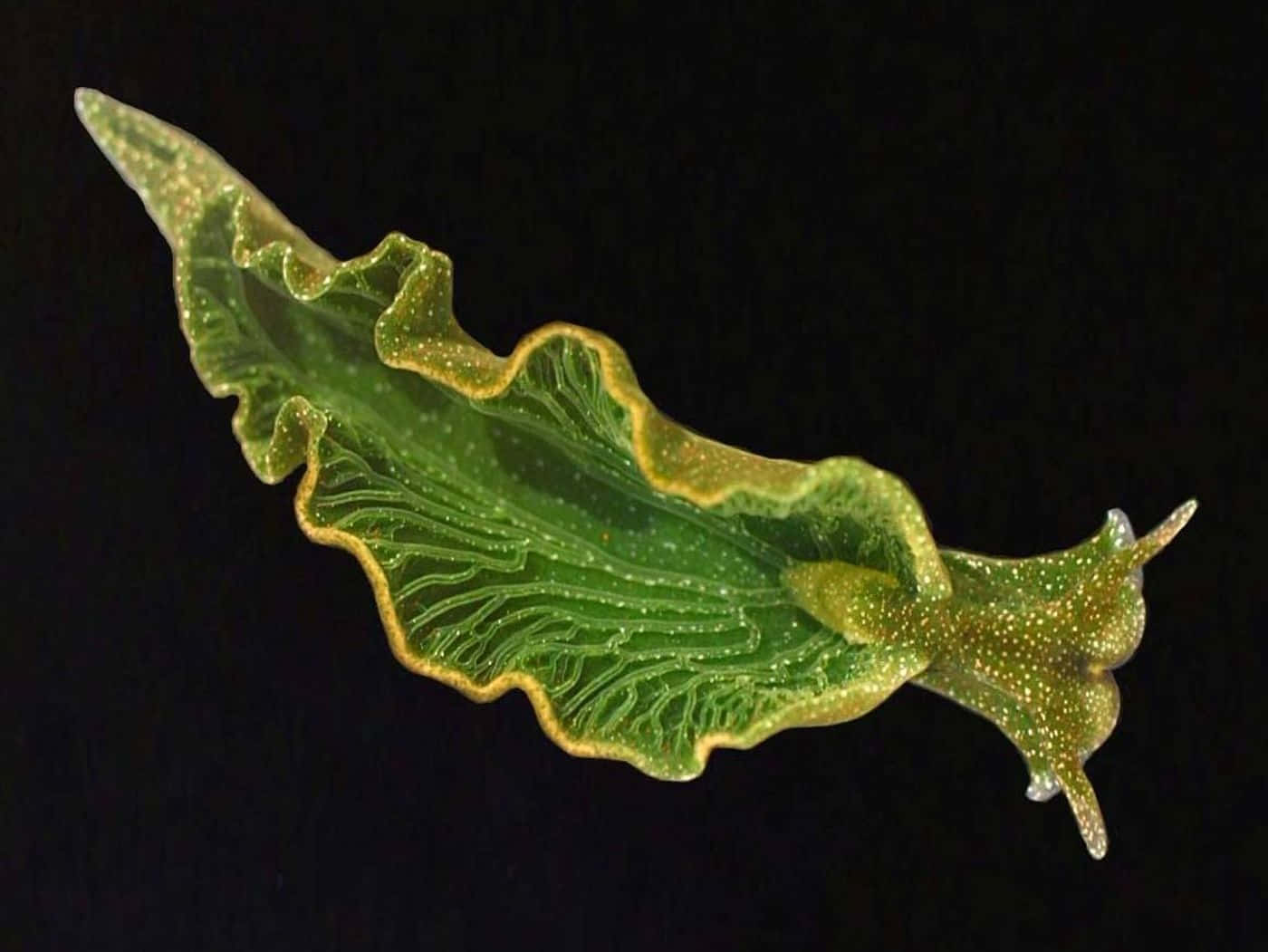 綠葉海蛞蝓 Elysia chlorotica 壁紙 — 一隻半透明綠色海蛞蝓帶有金色邊緣，在純黑背景上發光。
