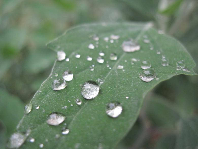 雨滴落在綠葉上的特寫，背景模糊