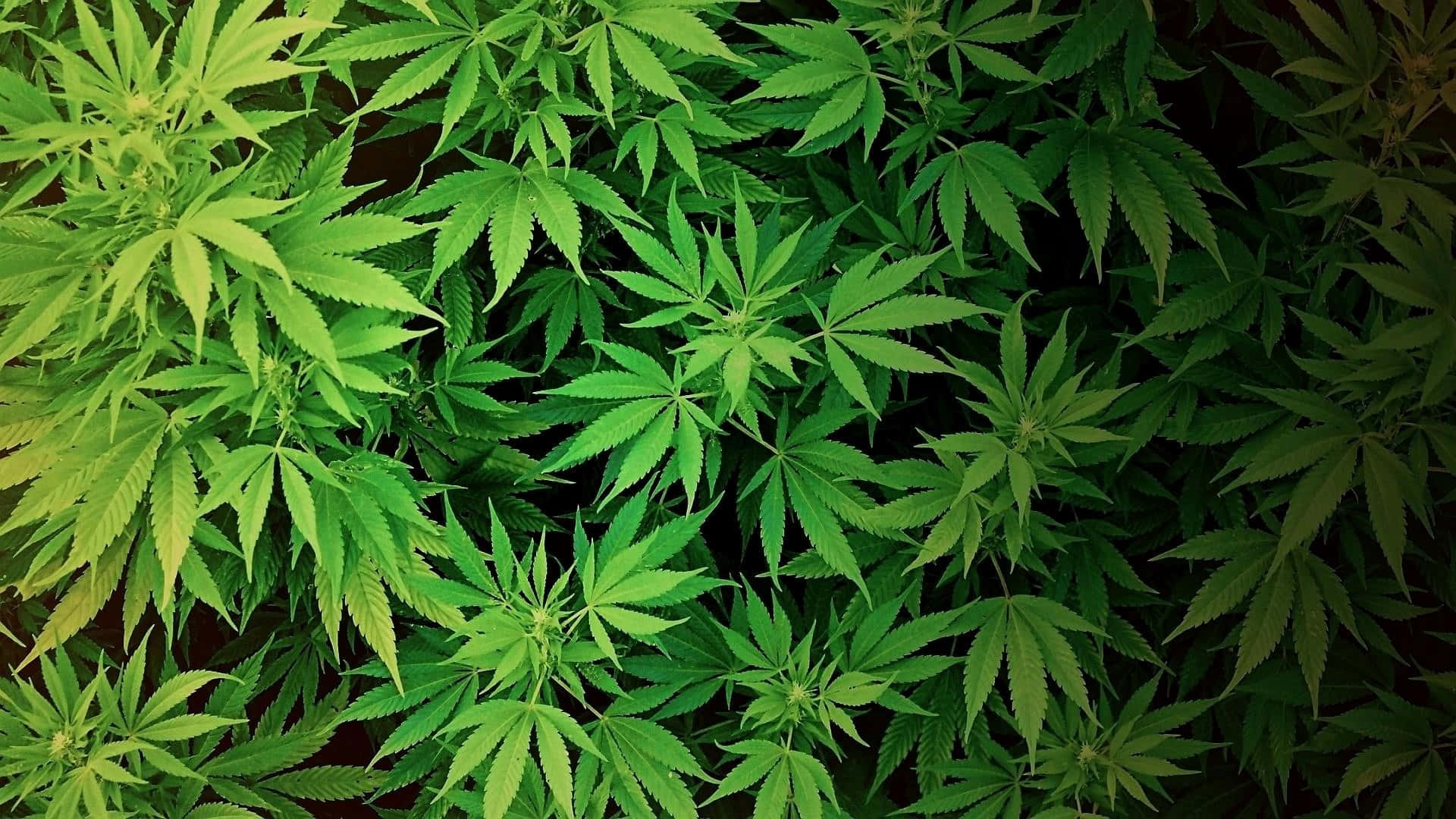 特寫鏡頭，展示茂盛嘅綠色大麻葉，邊緣有鋸齒。