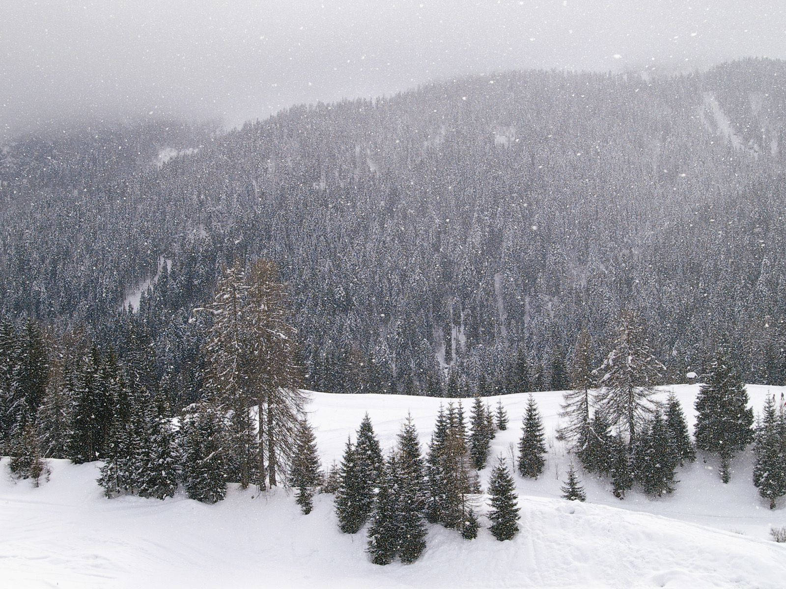 冬季暴風雪中，山坡上積雪覆蓋的松樹。