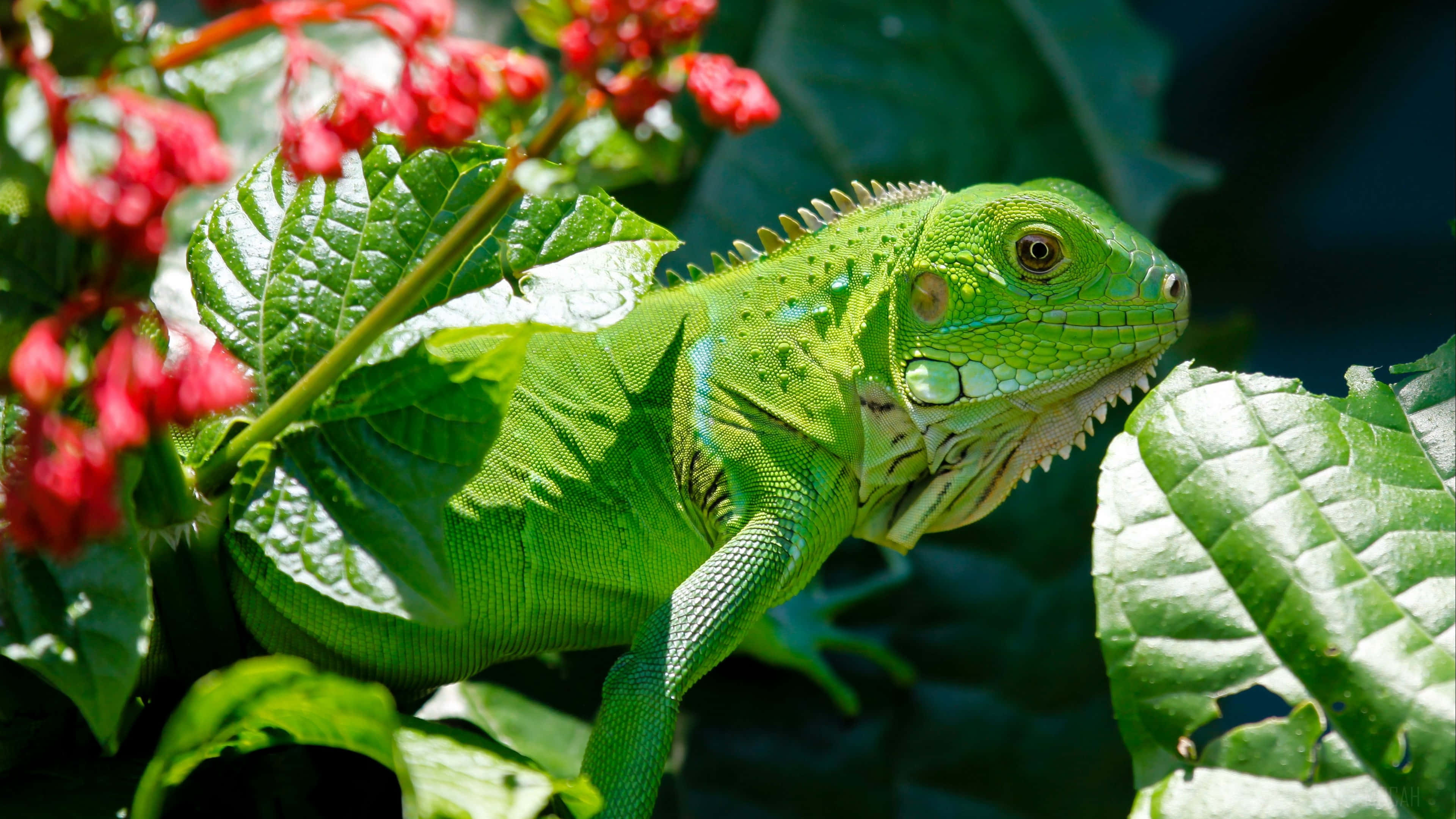 綠鬣蜥攀附植物爬行動物背景 壁紙 — 一隻充滿活力的綠色鬣蜥棲息在茂密的葉子和鮮紅色的花朵之間，處於陽光明媚的熱帶環境中。