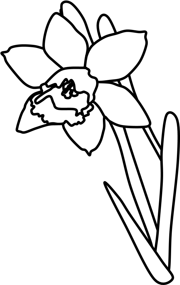 線條藝術鬱金香插圖 壁紙 — 在純黑色背景上，一朵帶有長莖的水仙花的清晰白色線條畫。