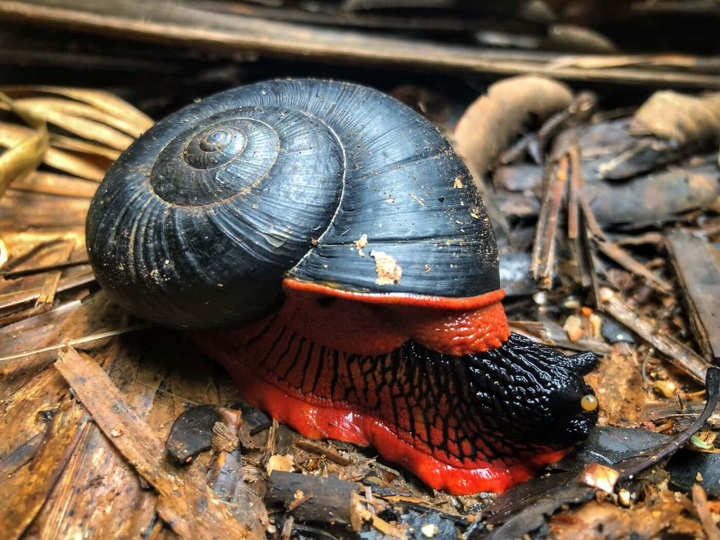 緩慢但堅定地攀爬至頂峰 壁紙 — 一隻有光澤的黑色蝸牛，帶有鮮紅色的腳，在森林地面的乾燥棕色樹葉和樹枝上爬行。