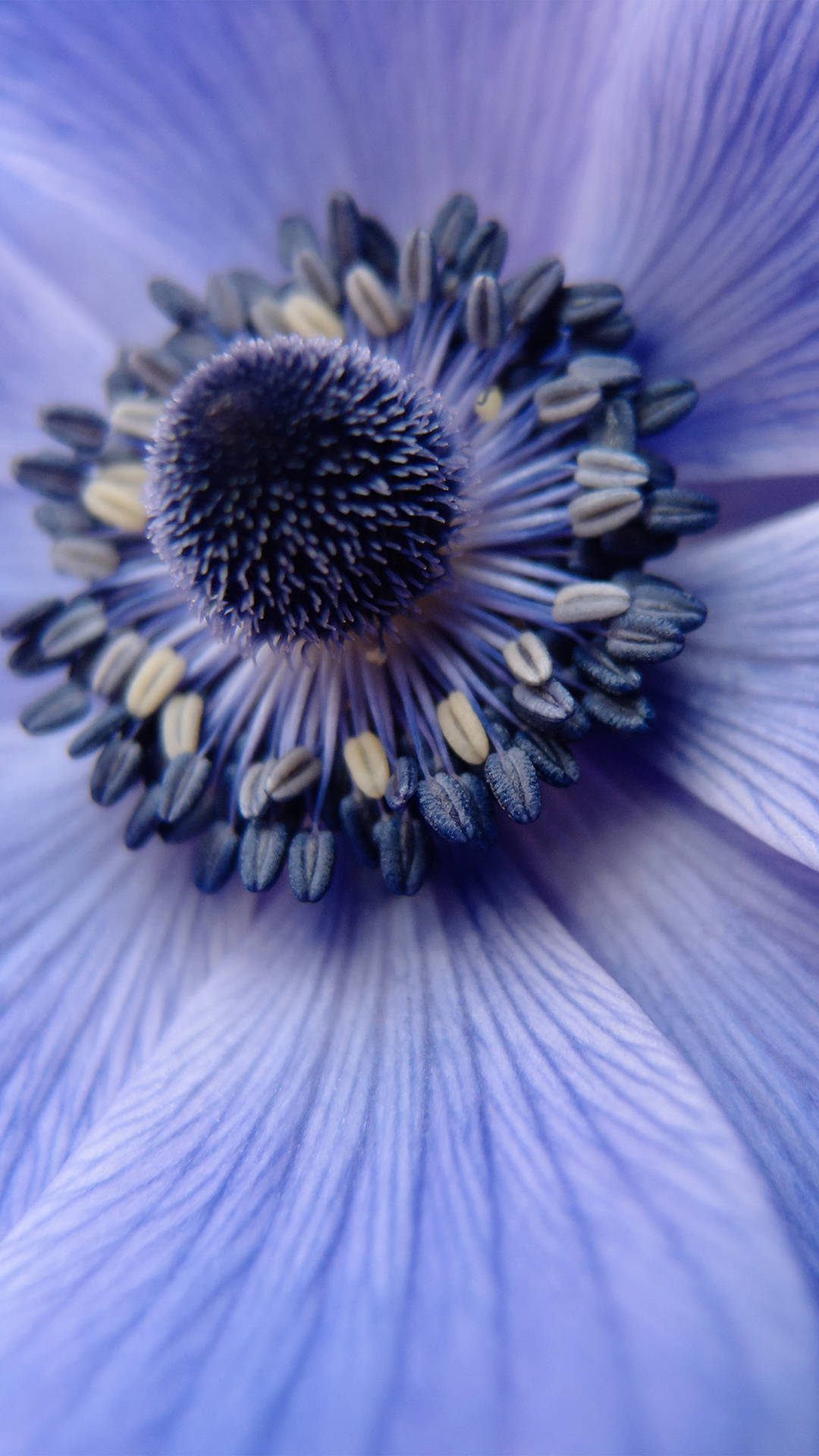 Zoom Flower