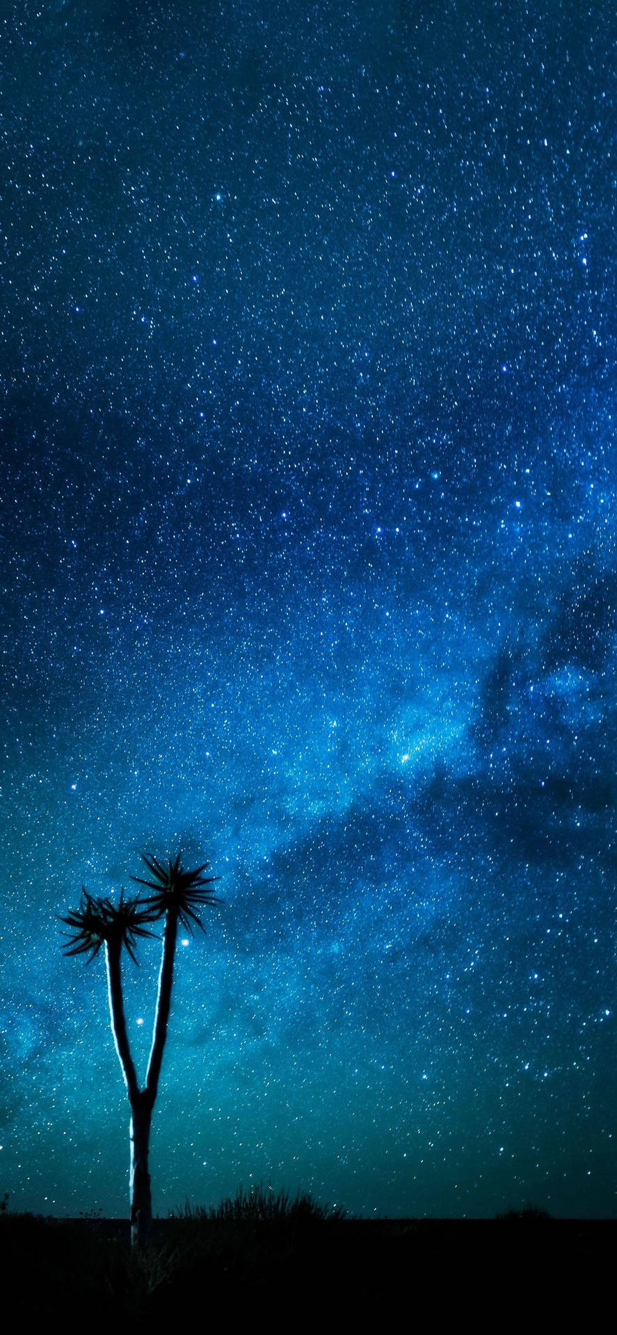 兩棵棕櫚樹的剪影，映襯著充滿活力的星空，帶有藍色和藍綠色調。