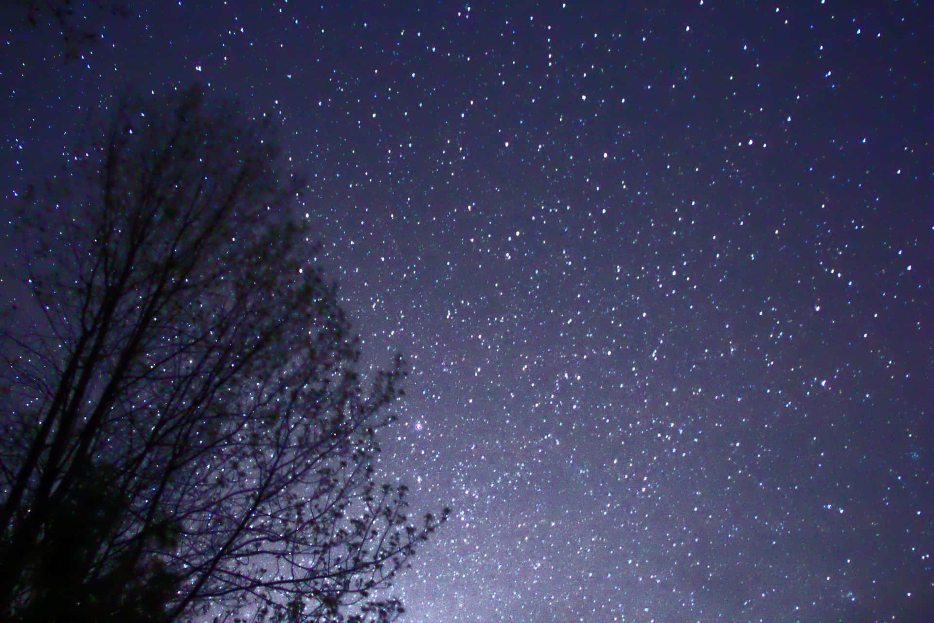 黑暗的樹木剪影，映襯著滿是閃爍星星的星空夜空。