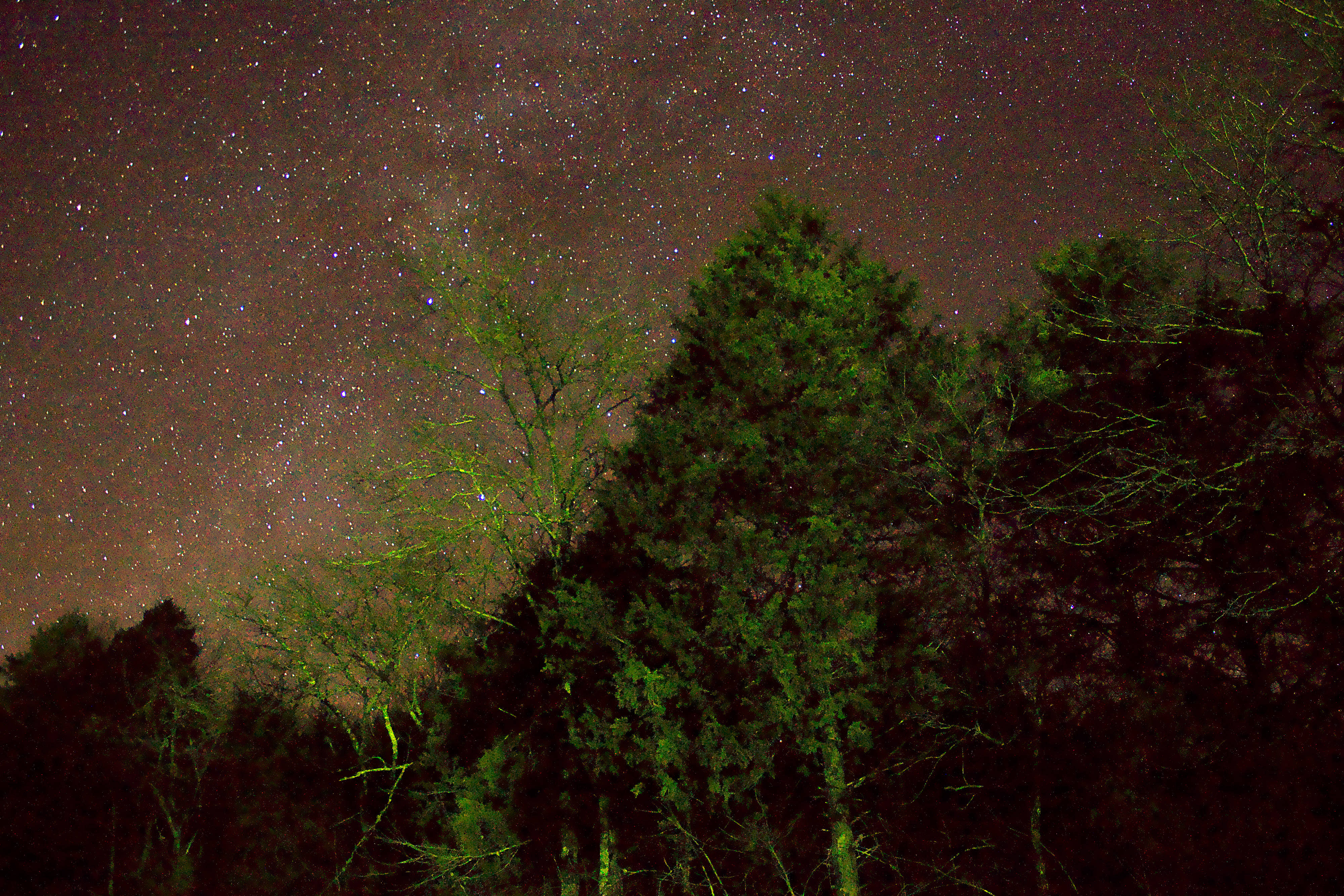 星空 桌布 壁紙 — 繁星點點的夜空在光禿禿的深綠色松樹剪影上方閃耀。