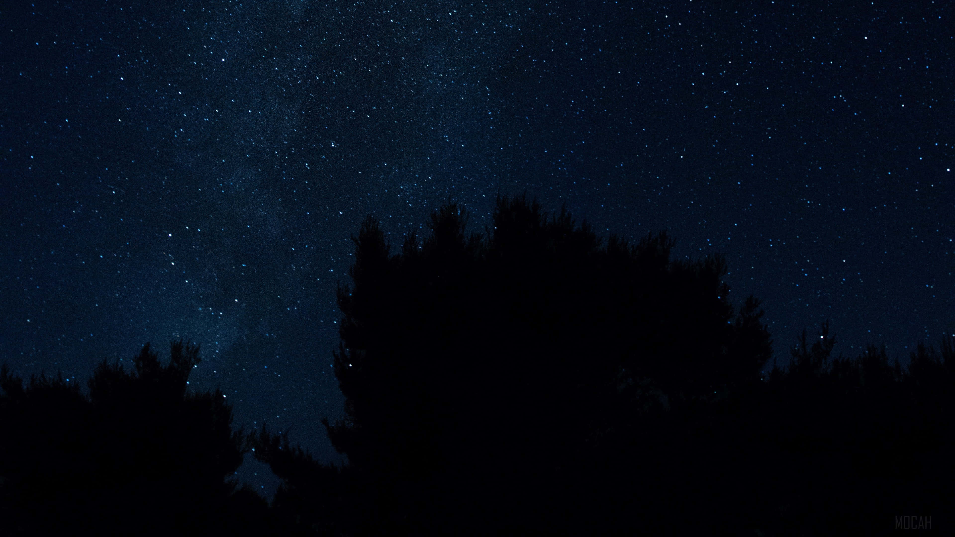 繁星點點的森林剪影夜空 壁紙 — 繁星點點的夜空，銀河在黑暗的樹梢剪影上方拱起。