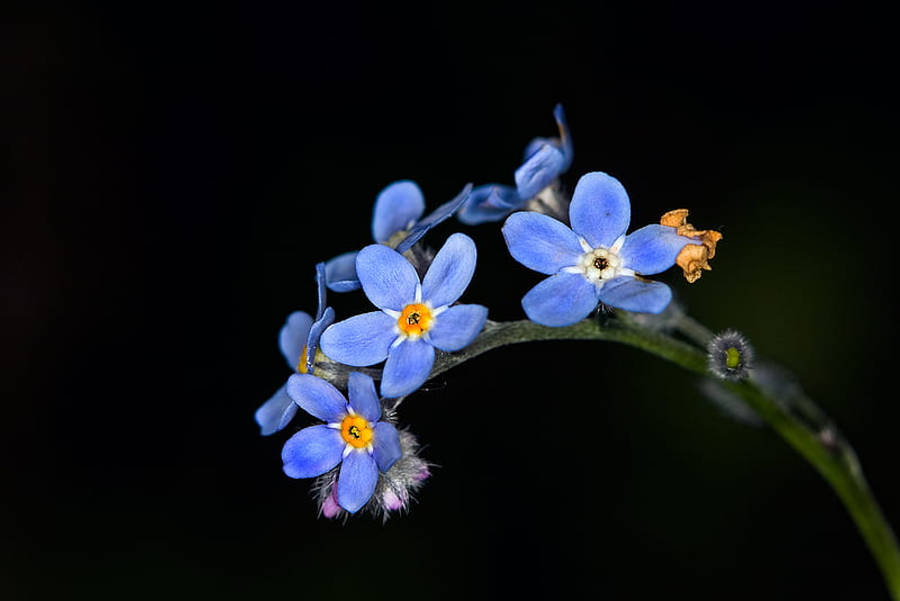 繁花似錦的勿忘我花田 壁紙 — 鮮豔的藍色勿忘我花朵，帶有黃色花心，在深黑色背景上細膩地綻放。