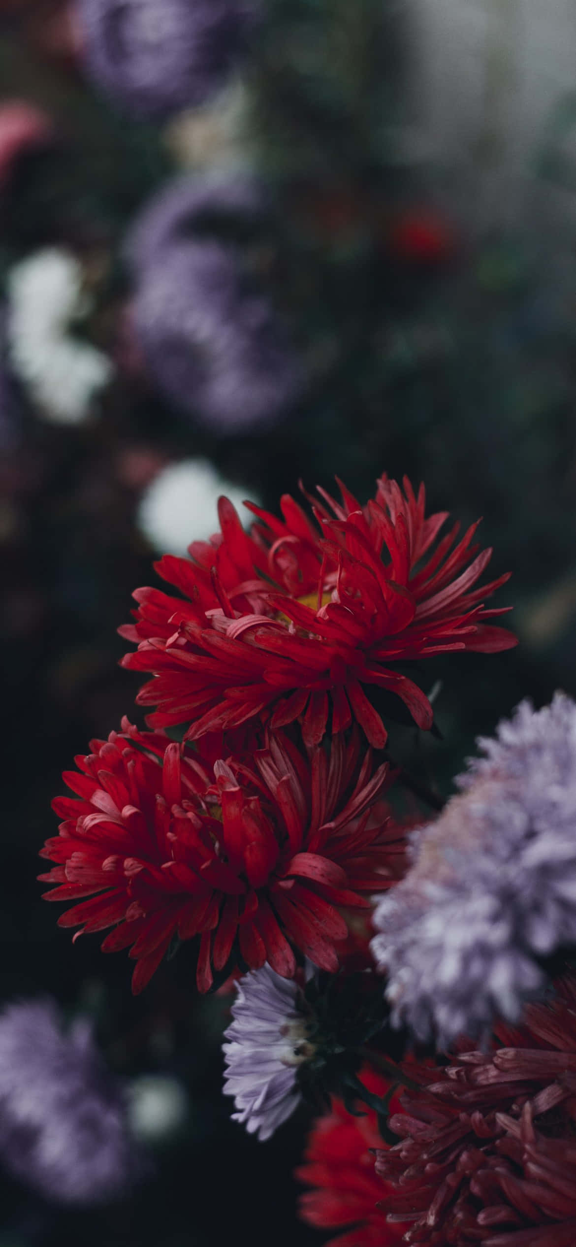 繁花似錦的花園，完美iPhone背景 壁紙 — 鮮豔的紅色菊花在紫色和白色花朵的柔和模糊背景下清晰綻放。