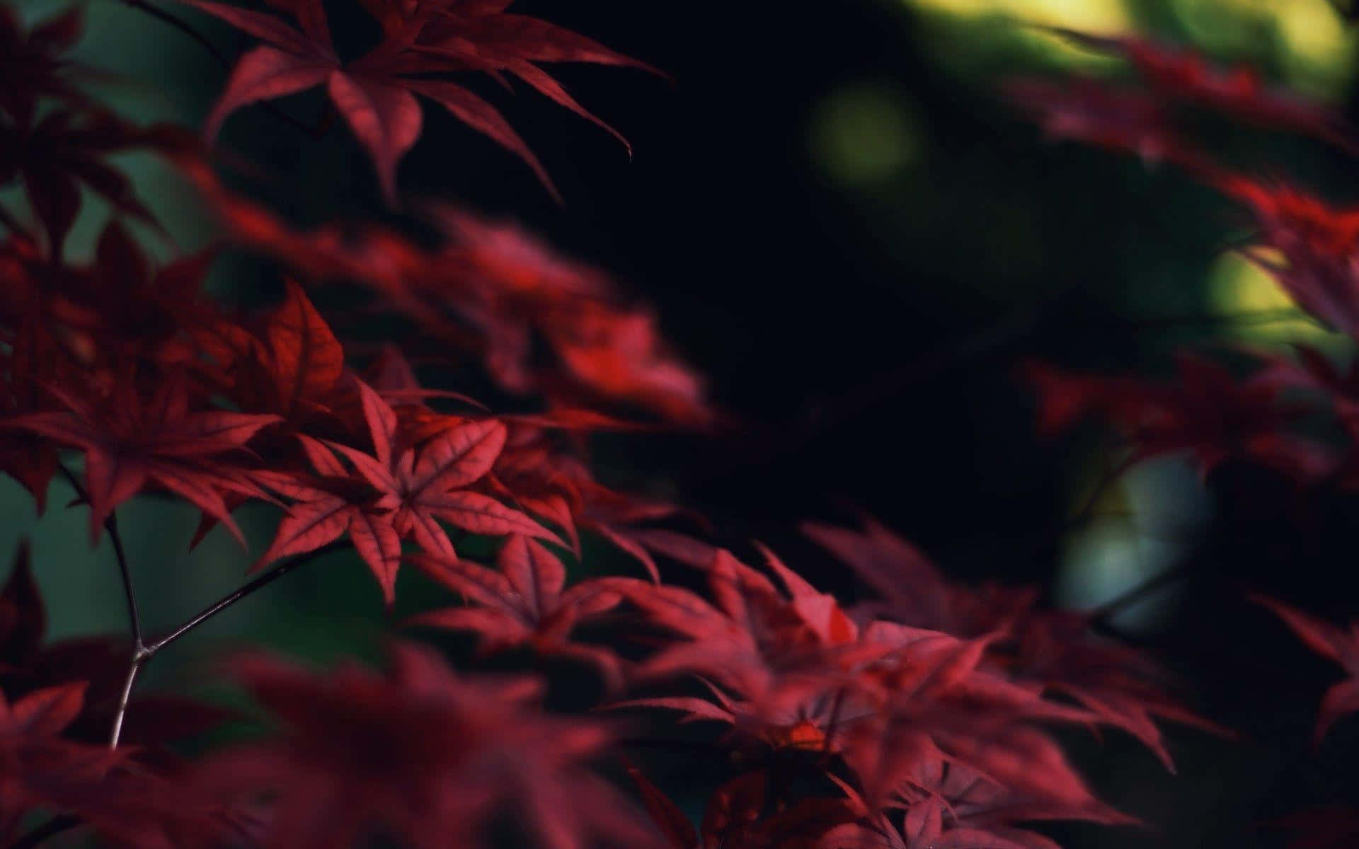 深紅色楓葉對焦，背景為昏暗森林