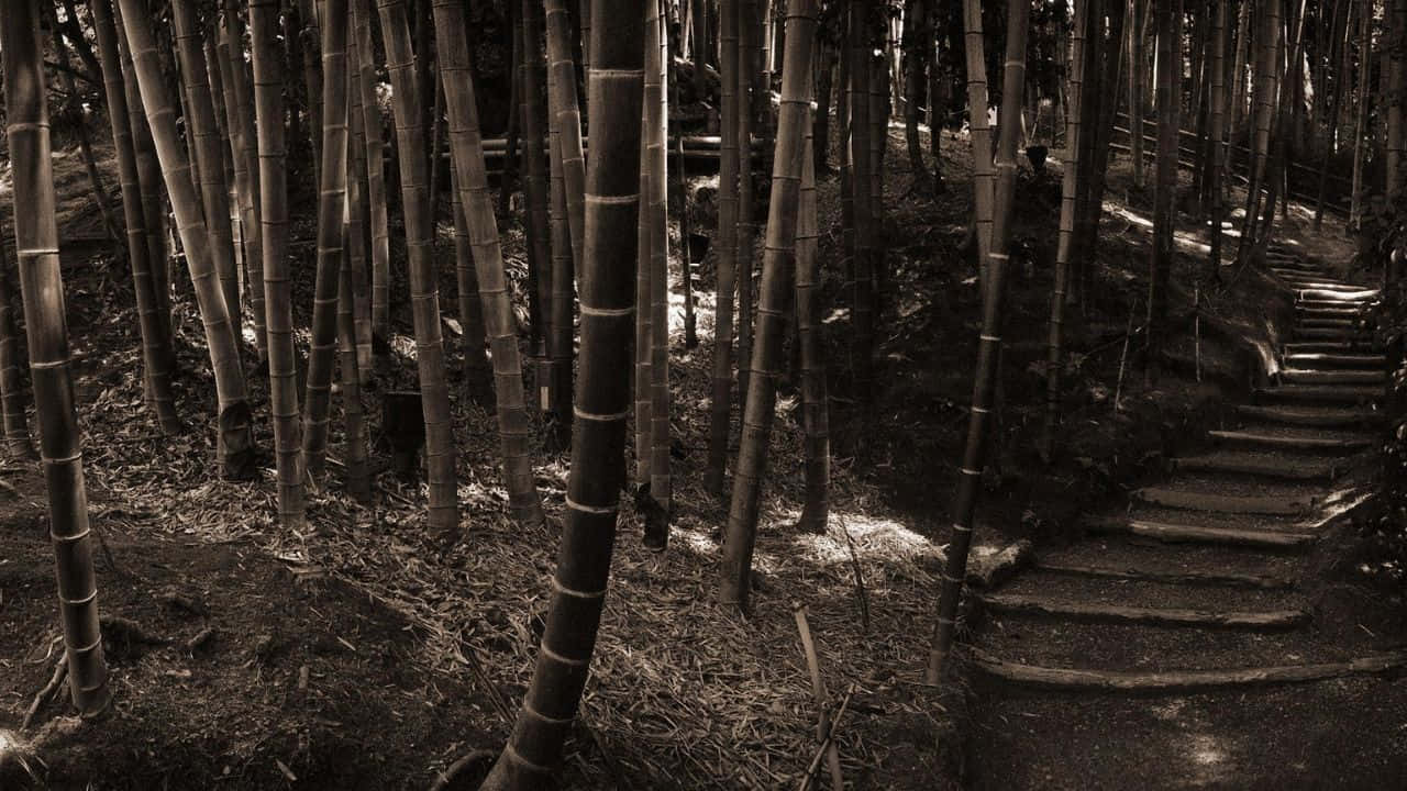 石階穿過高大的竹林，陽光斑駁。