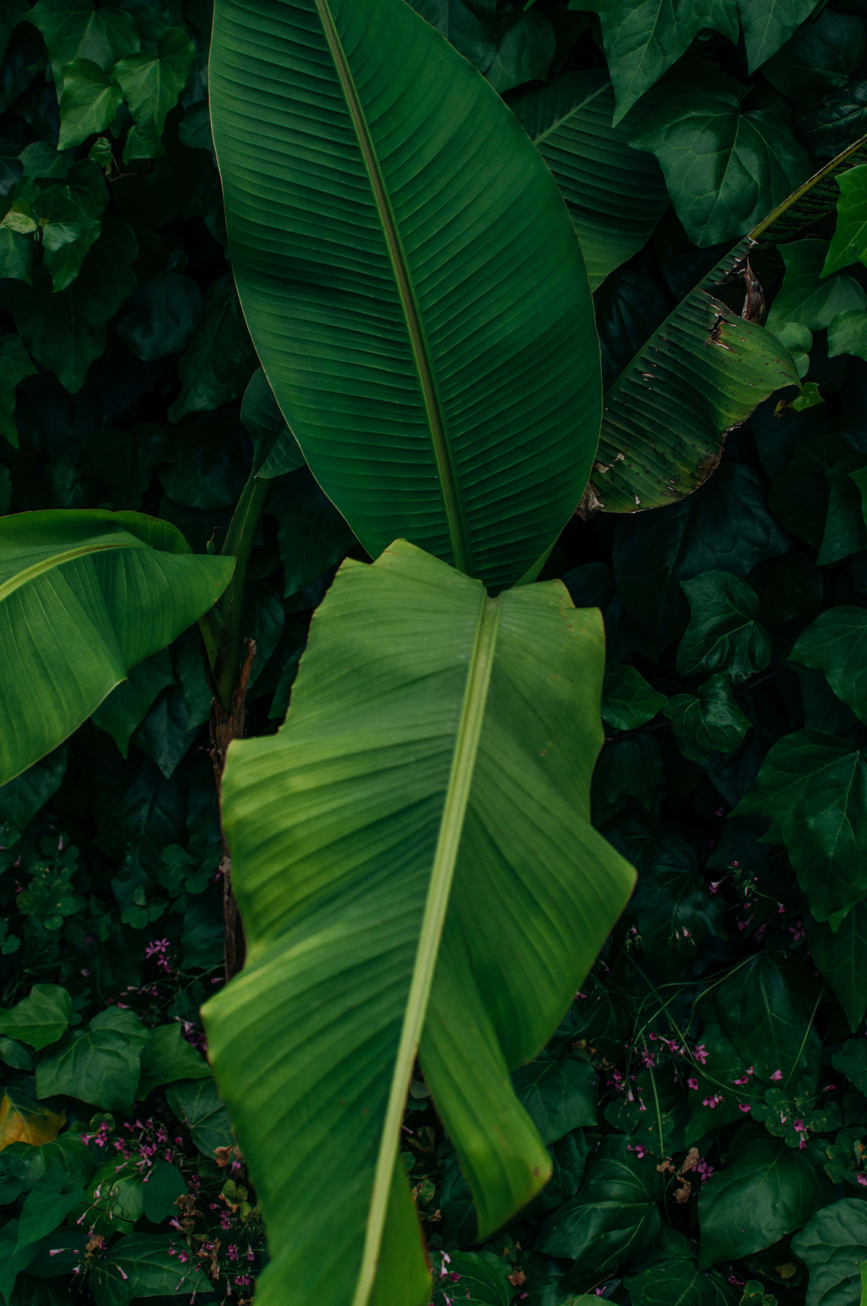 繁茂生動的香蕉葉背景 壁紙 — 大片充滿活力的綠色香蕉葉從茂密的深色樹葉中冒出，微妙的紫色花朵若隱若現。