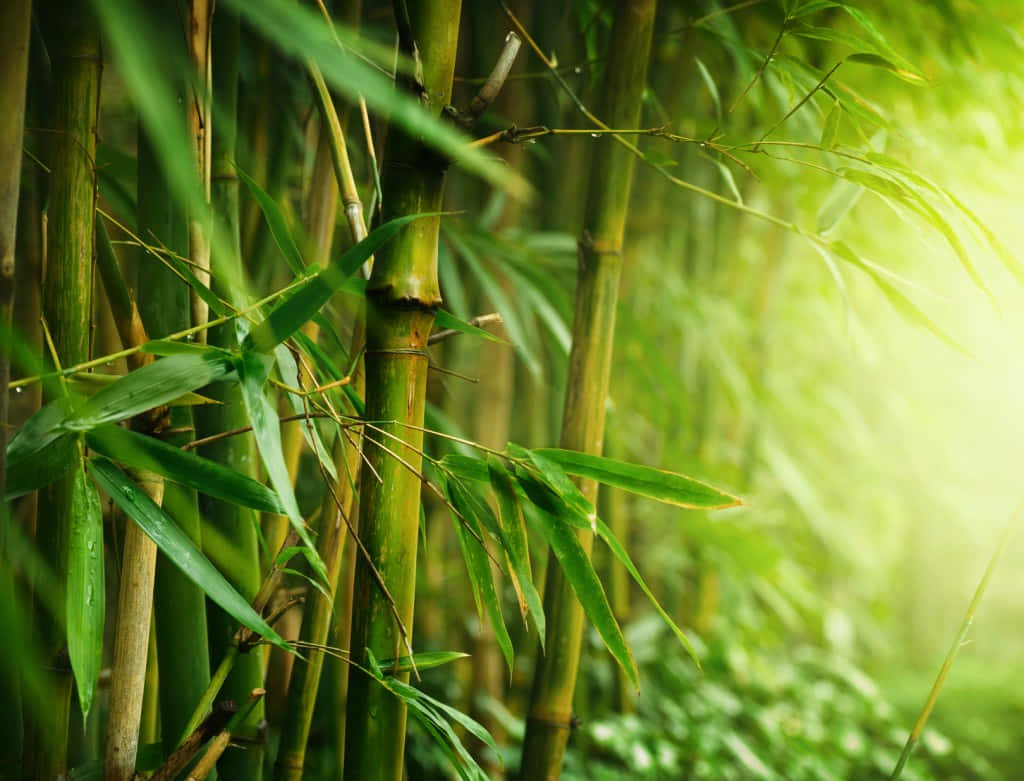 陽光穿過綠葉的竹林