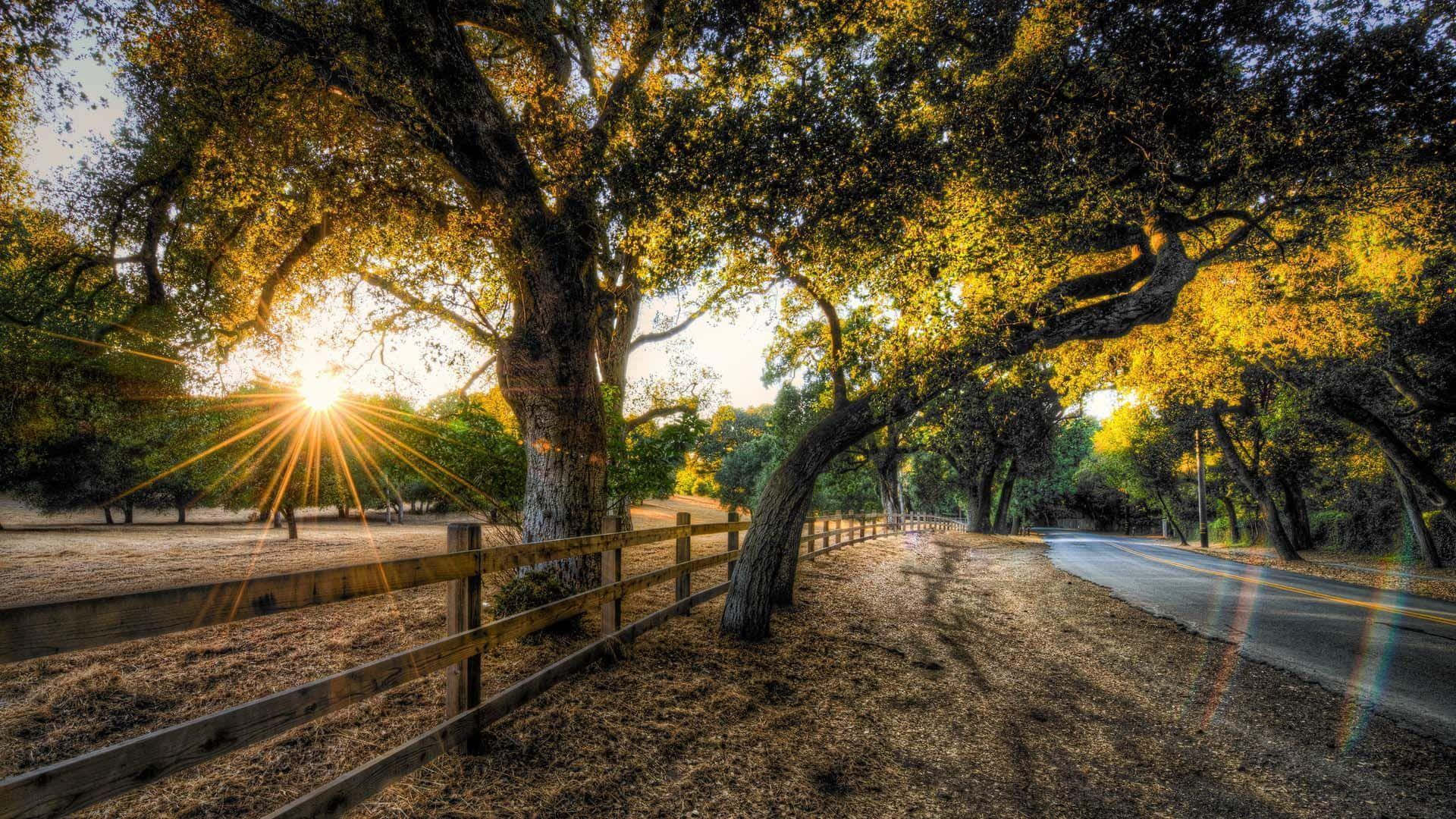夕陽的光線穿過秋天的樹木，在帶有木柵欄的鄉村道路上投下影子。
