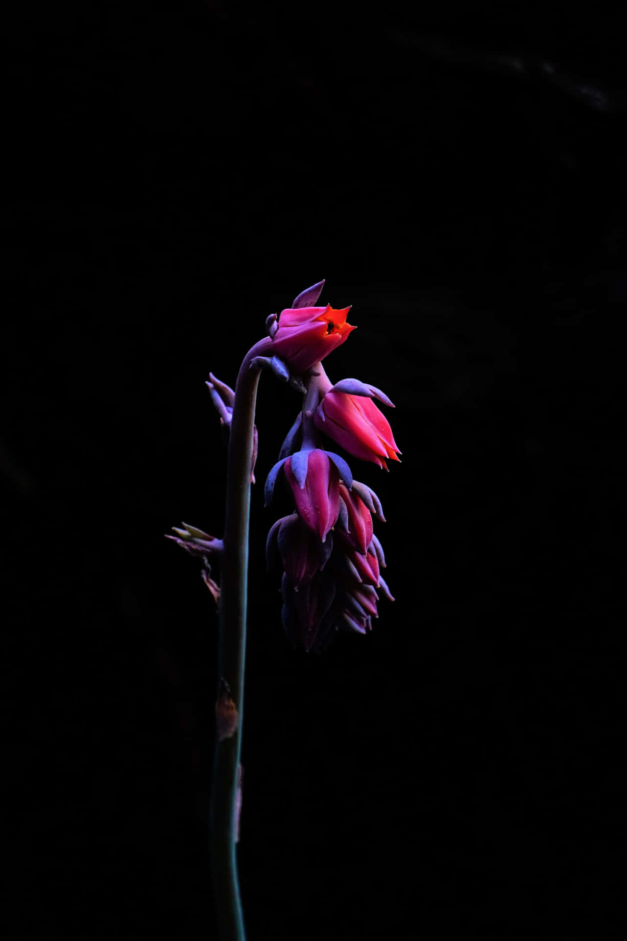 黑粉花