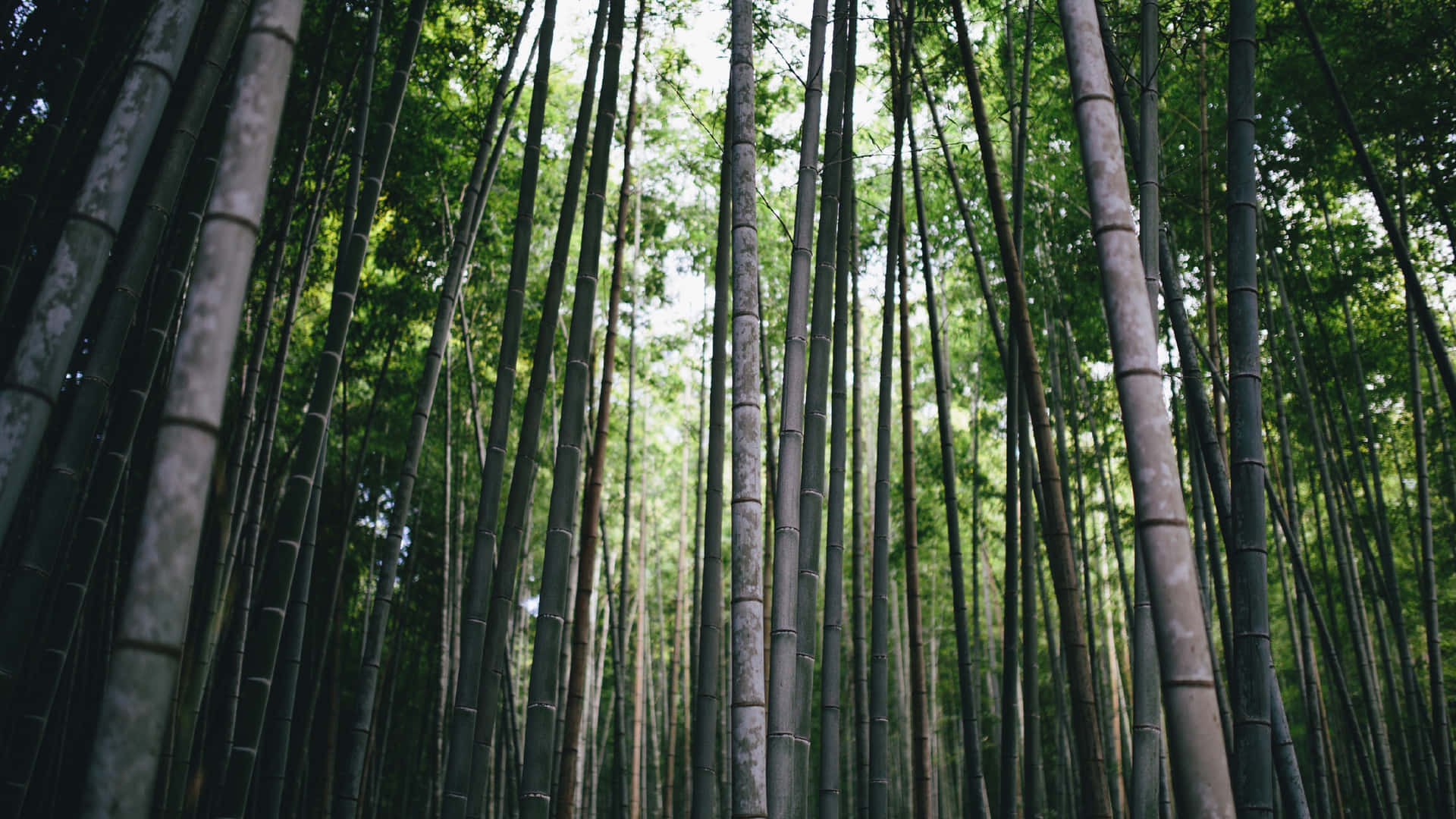 茂密森林中的高大竹莖，斑駁的陽光透過綠葉灑落。