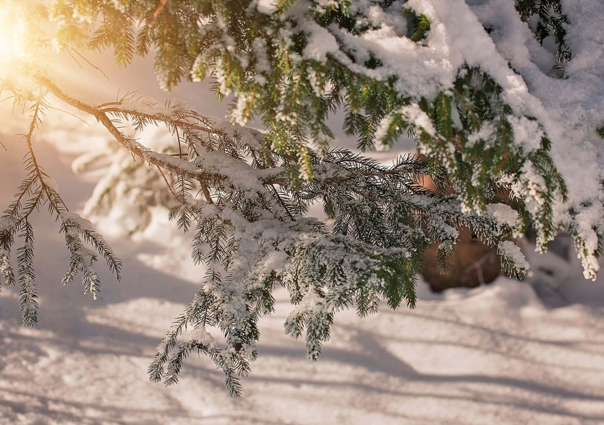 冬日暖陽下，白雪覆蓋的常青樹枝。