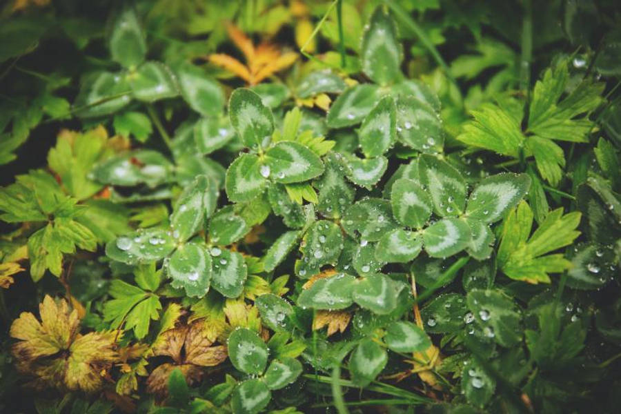 繁茂綠意 - 自然的靈魂 壁紙 — 新鮮的綠色三葉草葉子在潮濕的森林地面上，在一片泛黃的樹葉中閃爍著露珠。