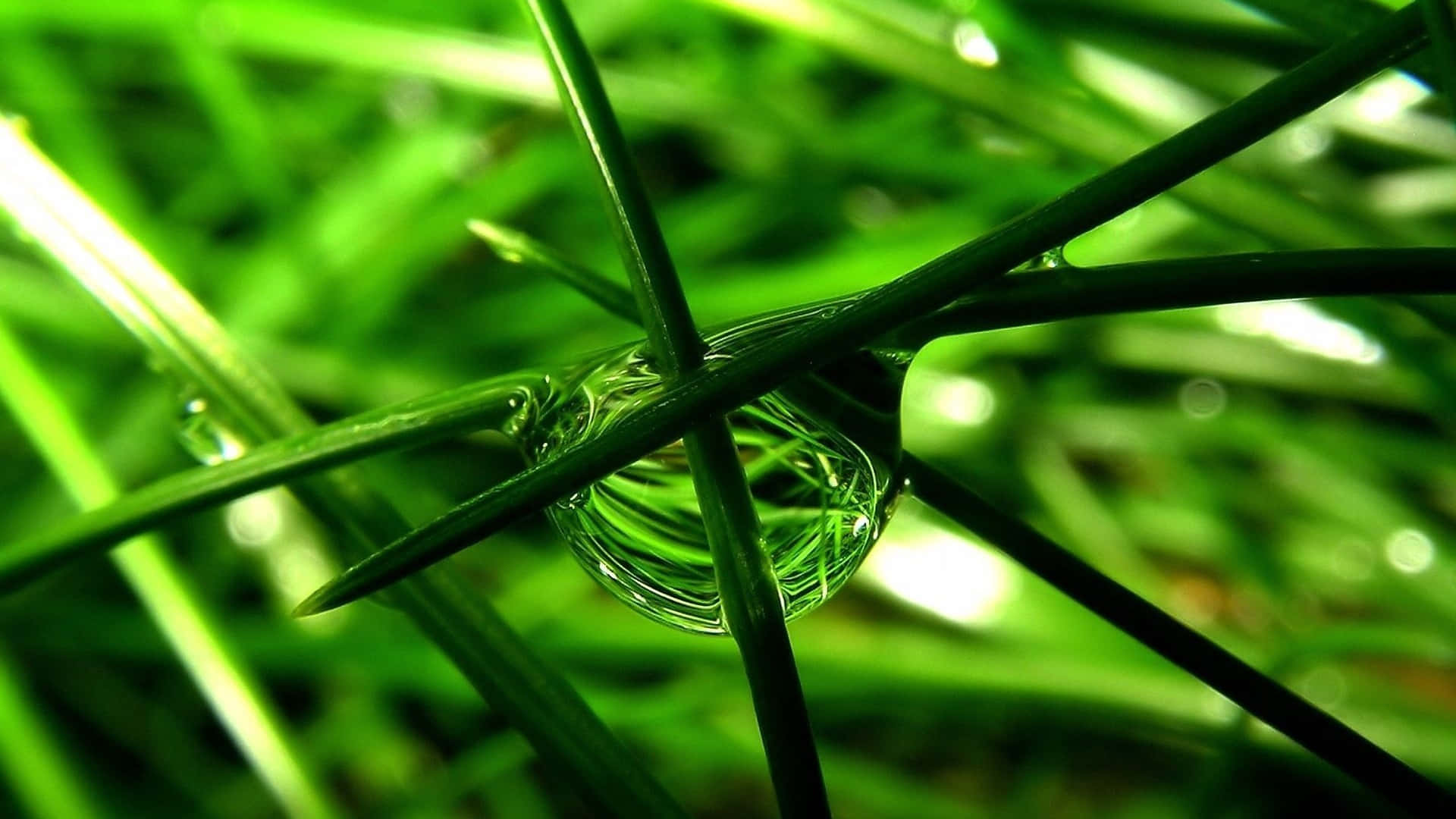 一顆清澈的露珠緊貼在綠色草葉上的特寫。