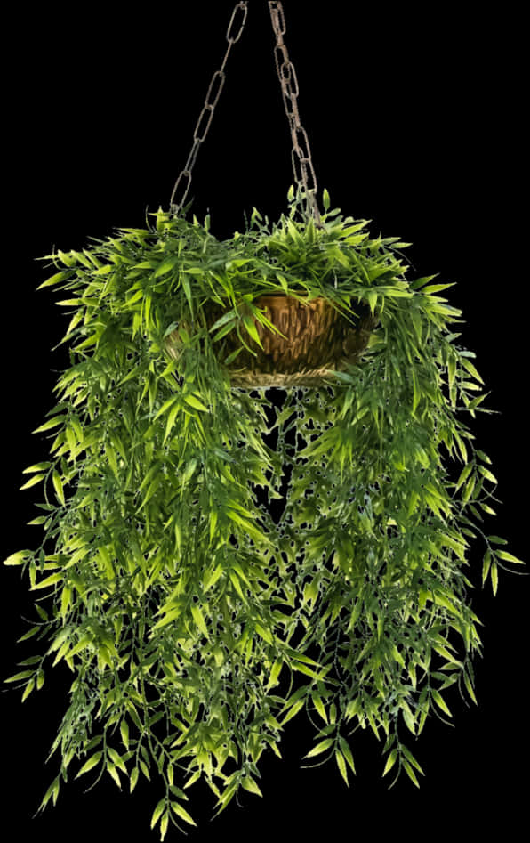 繁茂綠色懸掛花盆植物 壁紙 — 一個茂盛的綠色掛籃，在純黑背景下，垂墜的葉子滿溢而出。