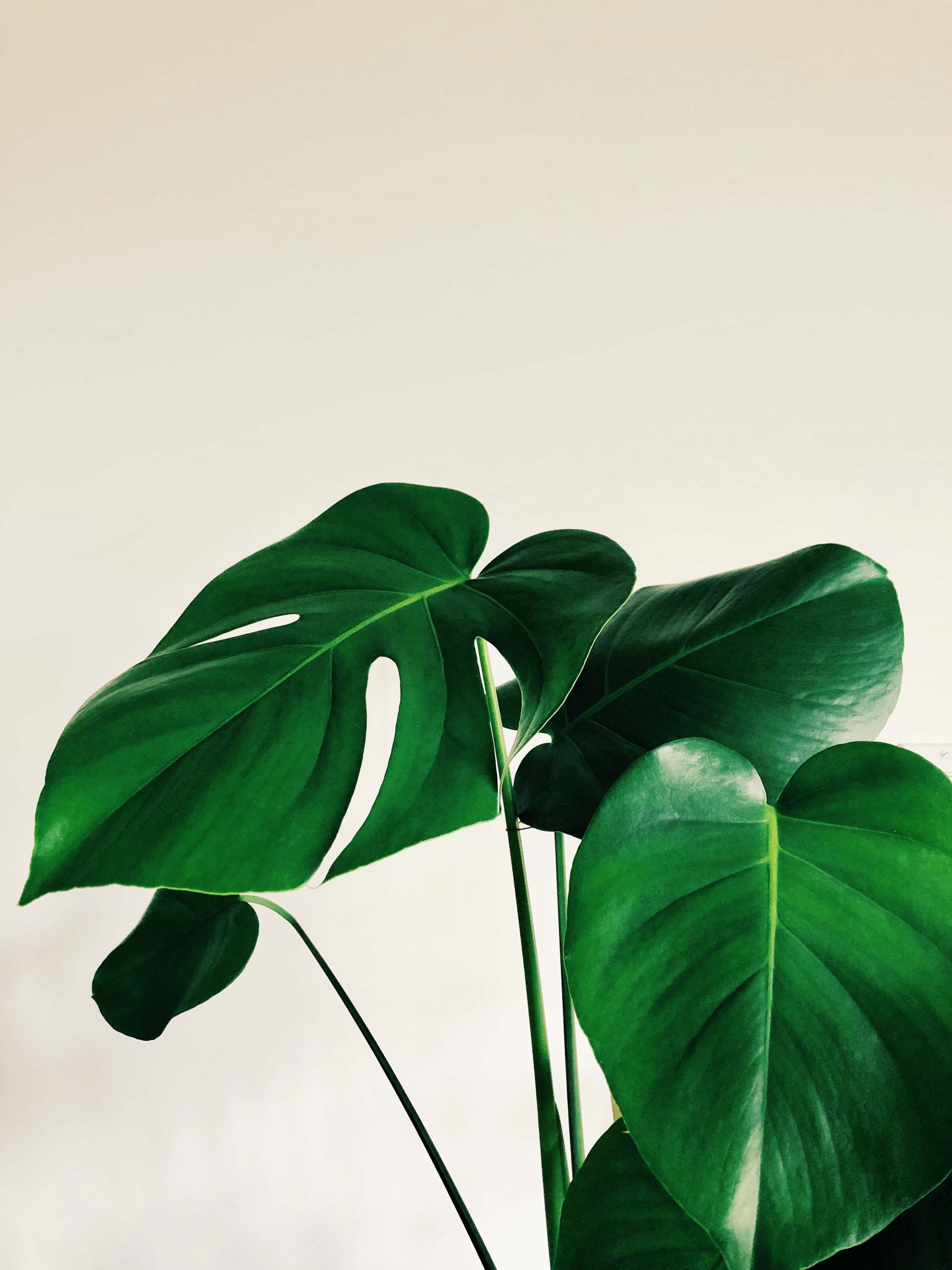 繁茂翠綠的熱帶葉片背景 壁紙 — 充滿活力的綠色龜背竹葉，帶有自然裂縫和光澤質感，在柔和的純色背景上脫穎而出。