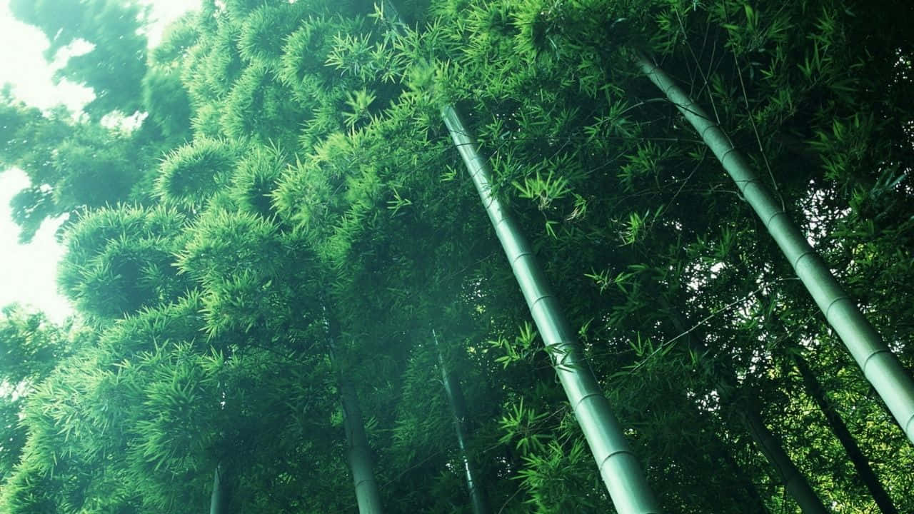 高聳的竹莖，濃密的綠葉伸向天空。