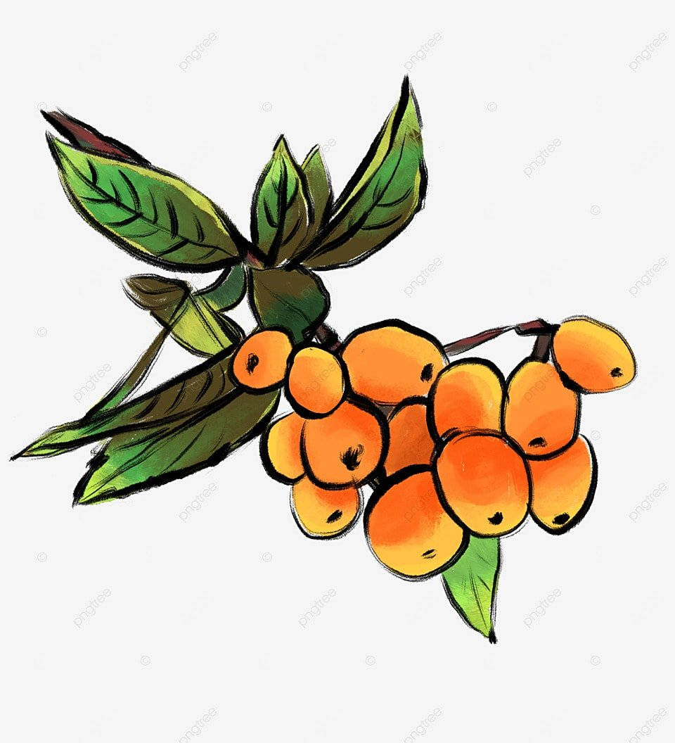 繪畫風格的枇杷果 壁紙 — 一個充滿活力的插圖，描繪了一根樹枝，上面有成熟的橙色漿果和綠葉，背景是純色的。