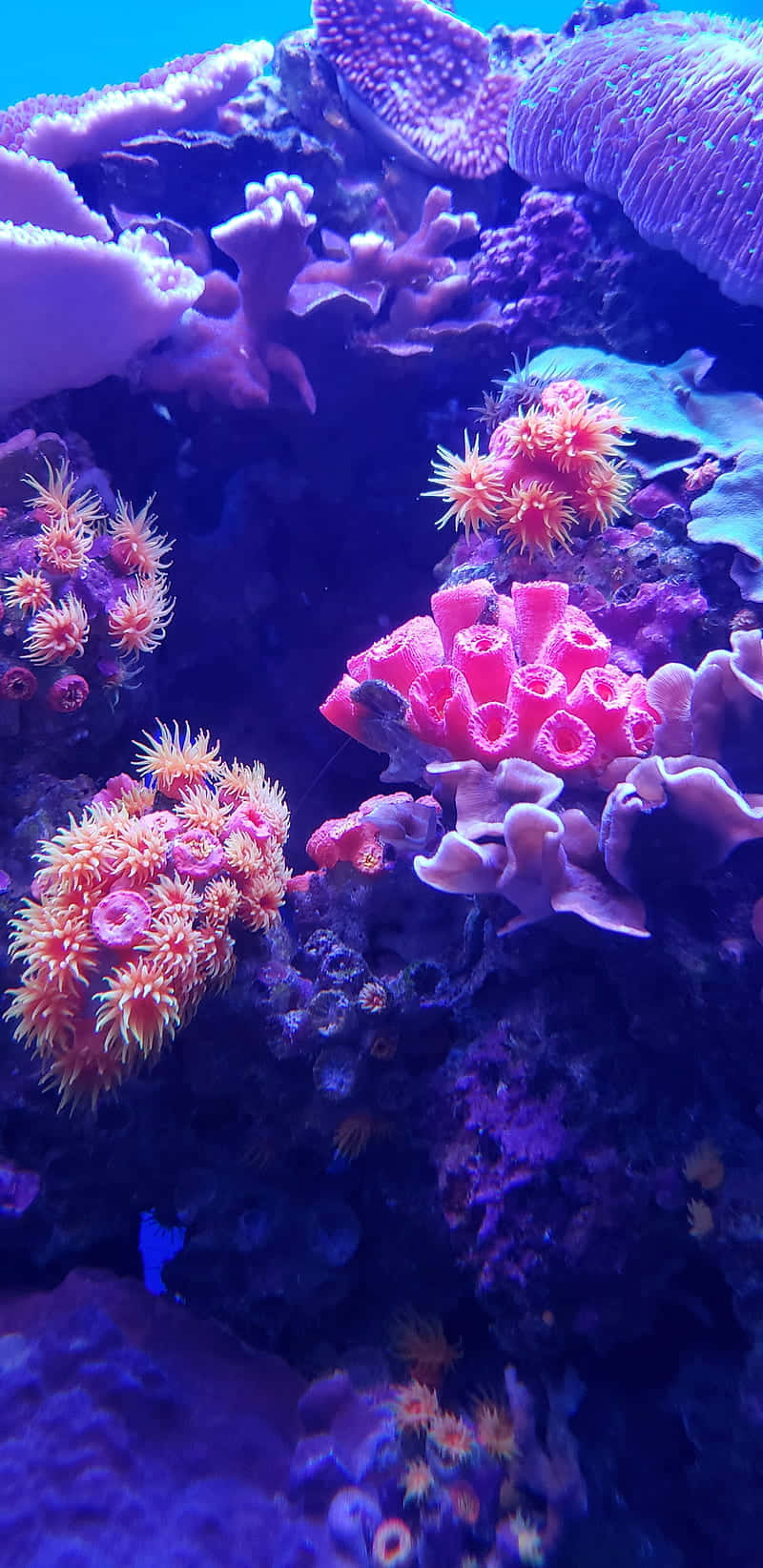 繽紛多彩的水下珊瑚礁 壁紙 — 在藍色水族箱燈光下閃爍的粉紅色海葵和紫色珊瑚組成的充滿活力的珊瑚礁。