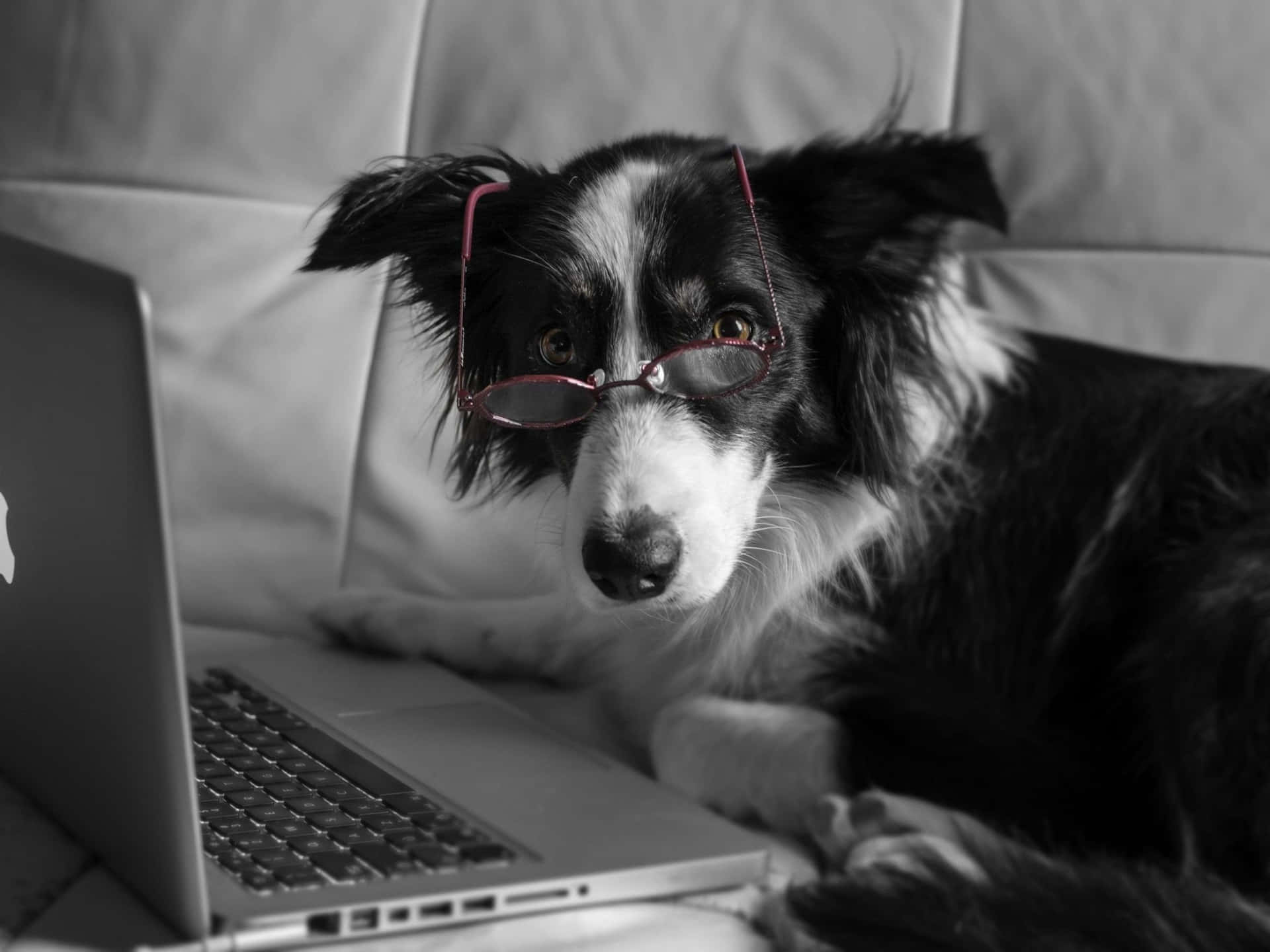 一隻戴着眼鏡的邊境牧羊犬盯着沙發上的手提電腦。