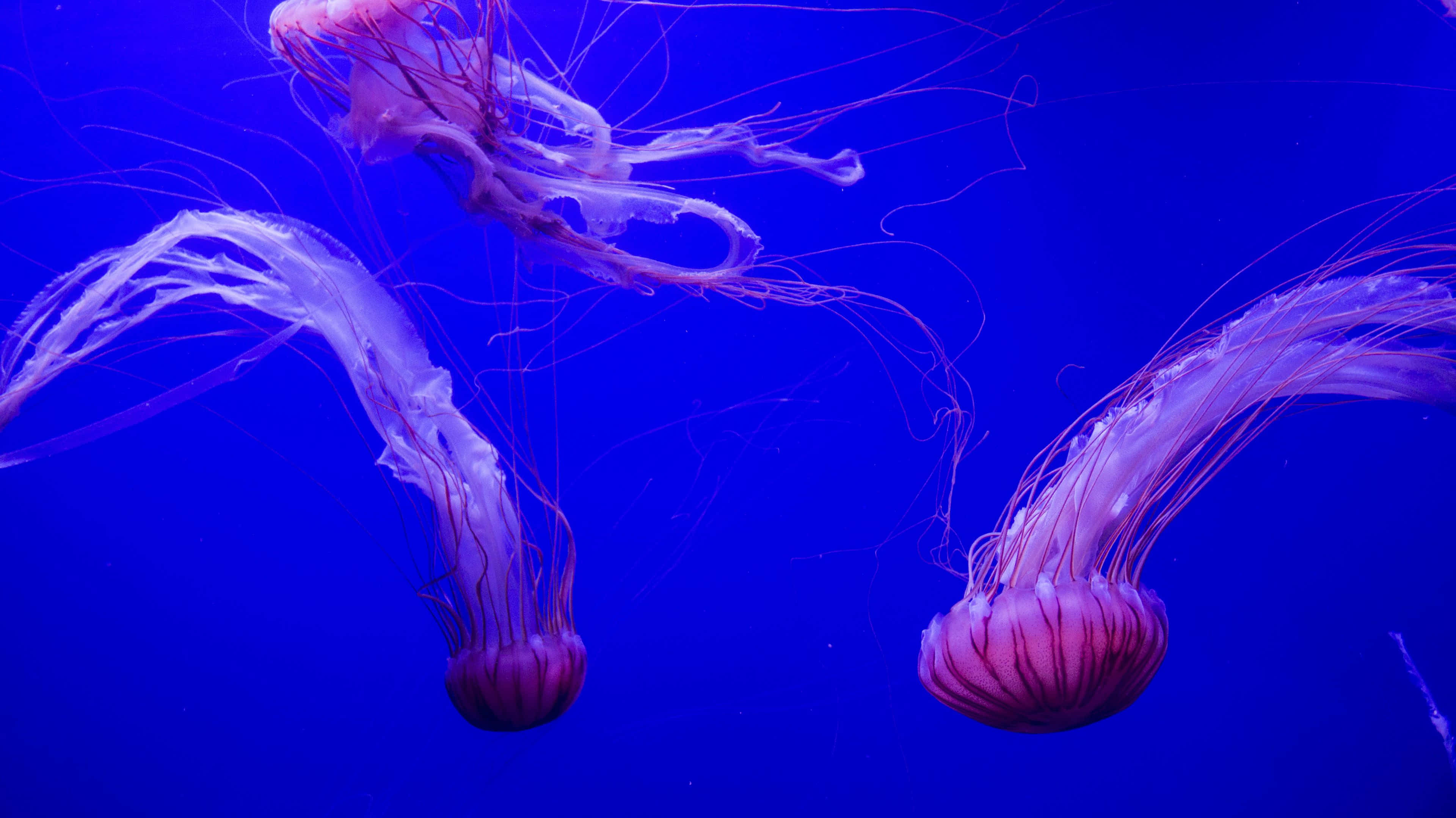 繽紛珊瑚礁與象魚群在碧綠海水下悠遊 壁紙 — 三隻半透明的粉紅色水母在深藍色水中優雅地漂流，帶有細緻的觸手飄動。