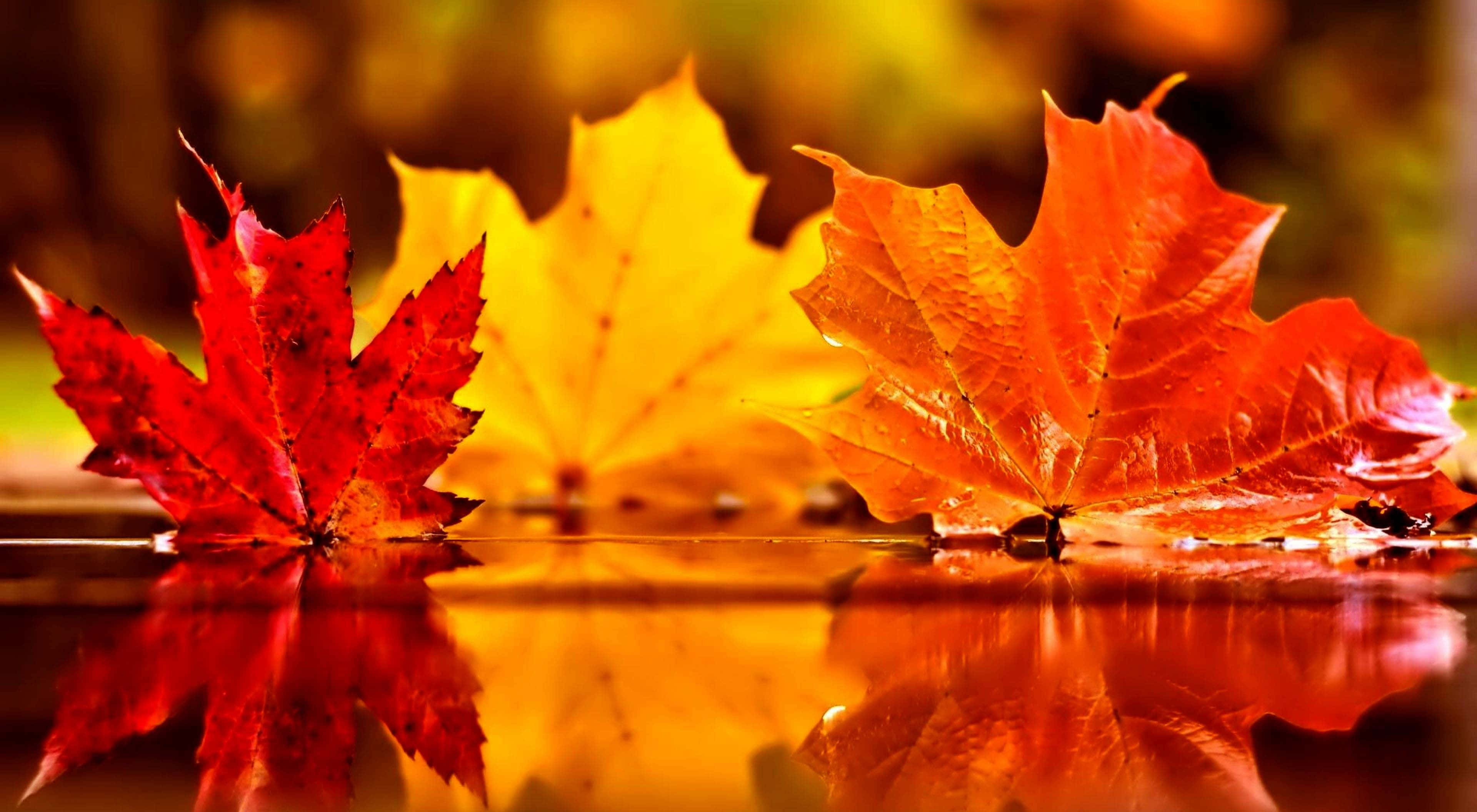 繽紛秋色的寧靜風景 壁紙 — 鮮豔的紅色和黃色楓葉漂浮在平靜的水面上，帶有生動的倒影和柔和的模糊背景。