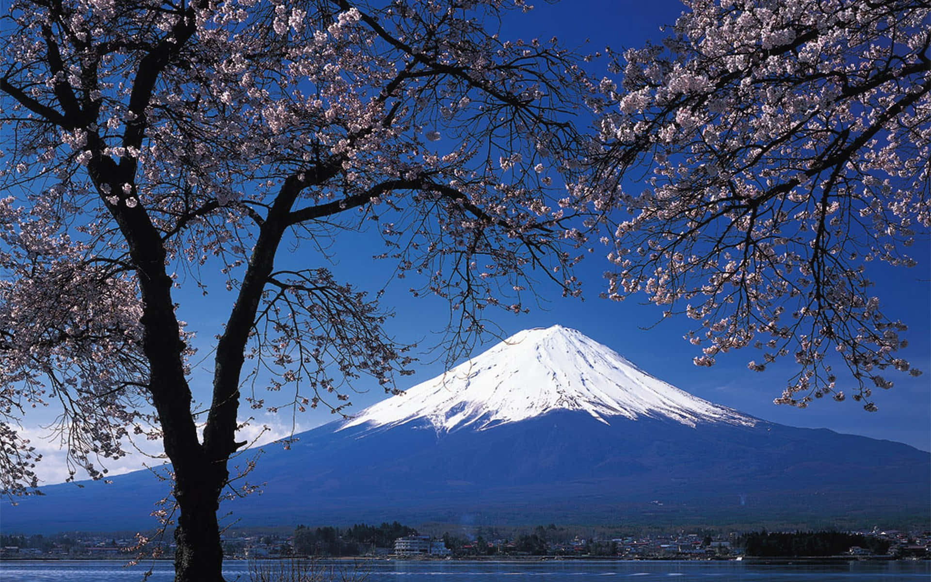 櫻花框住白雪覆蓋的富士山頂和下方平靜的湖泊。