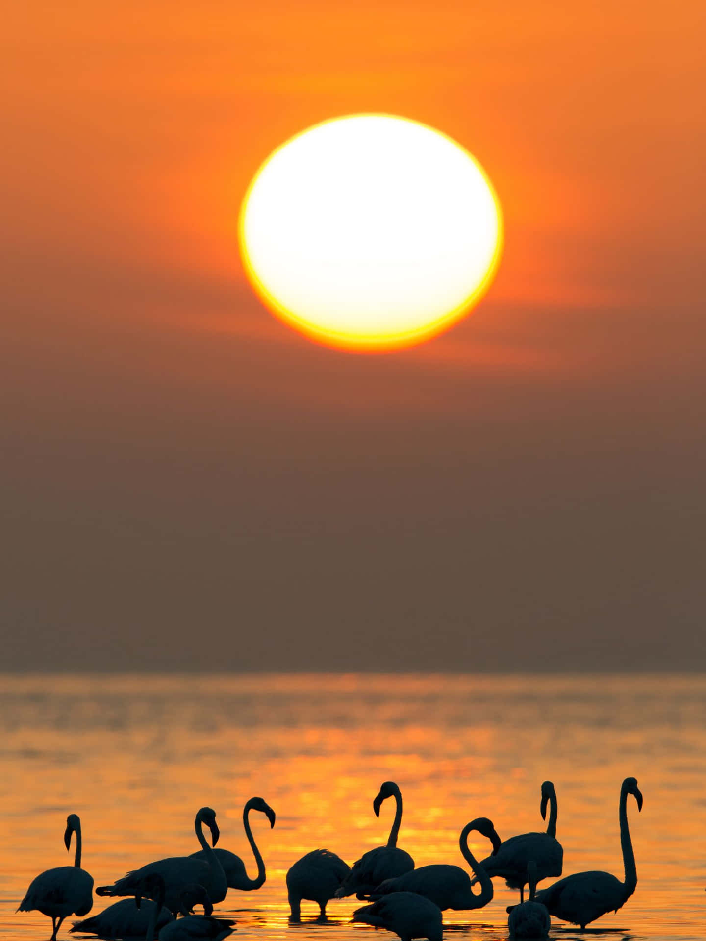 火烈鳥以剪影形式出現在水面上夕陽的背景中。