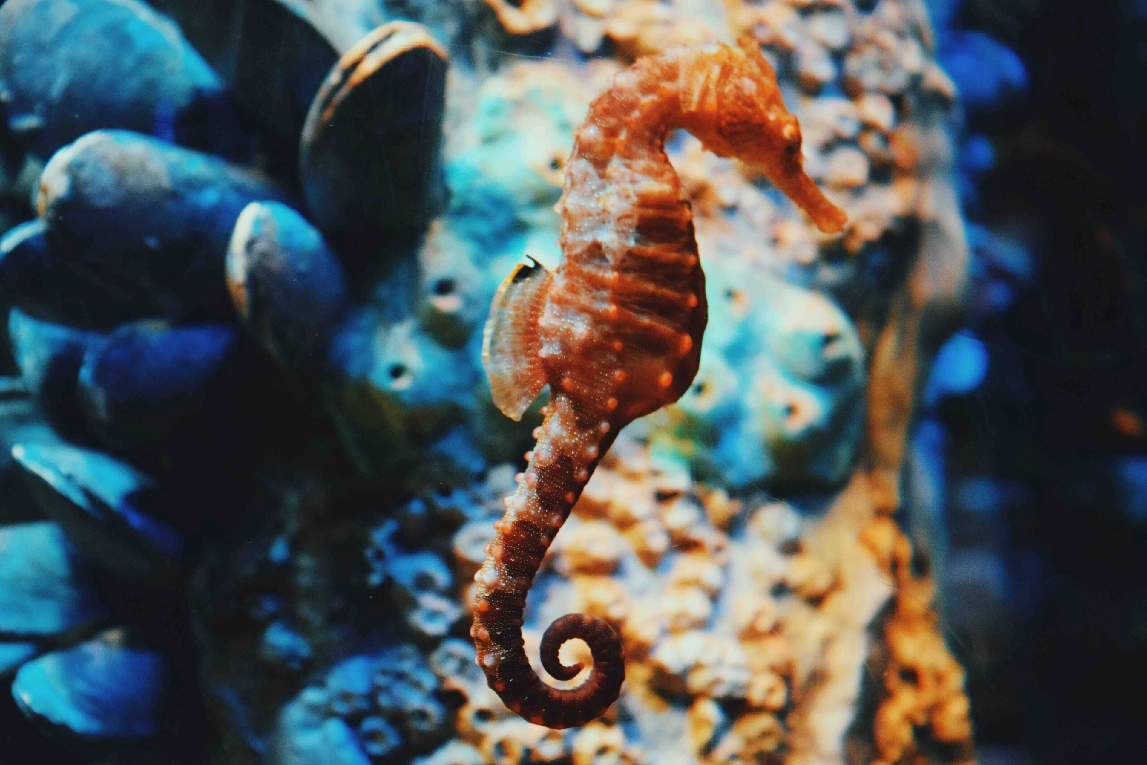 纖細橙色海馬 壁紙 — 一隻充滿活力的橙色海馬在藍色和橙色的珊瑚及青口之間優雅地蜷曲，構成陽光普照的水底場景。