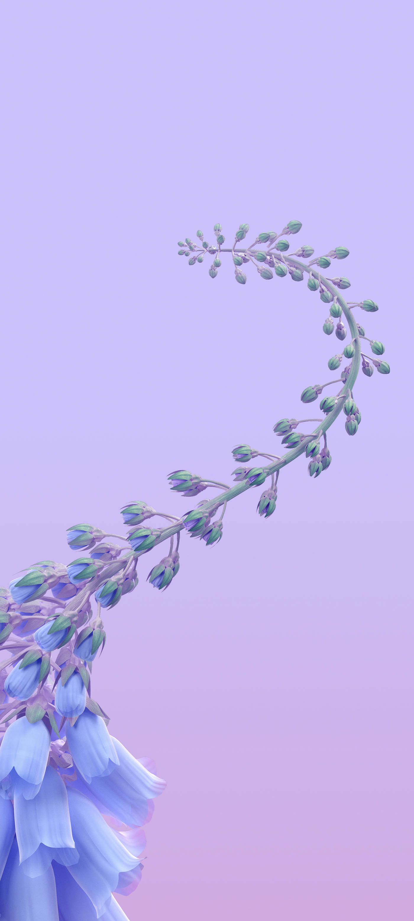 花 桌布 壁紙 — 纖細的藍鈴花花莖在柔和的薰衣草漸變天空下優雅彎曲。