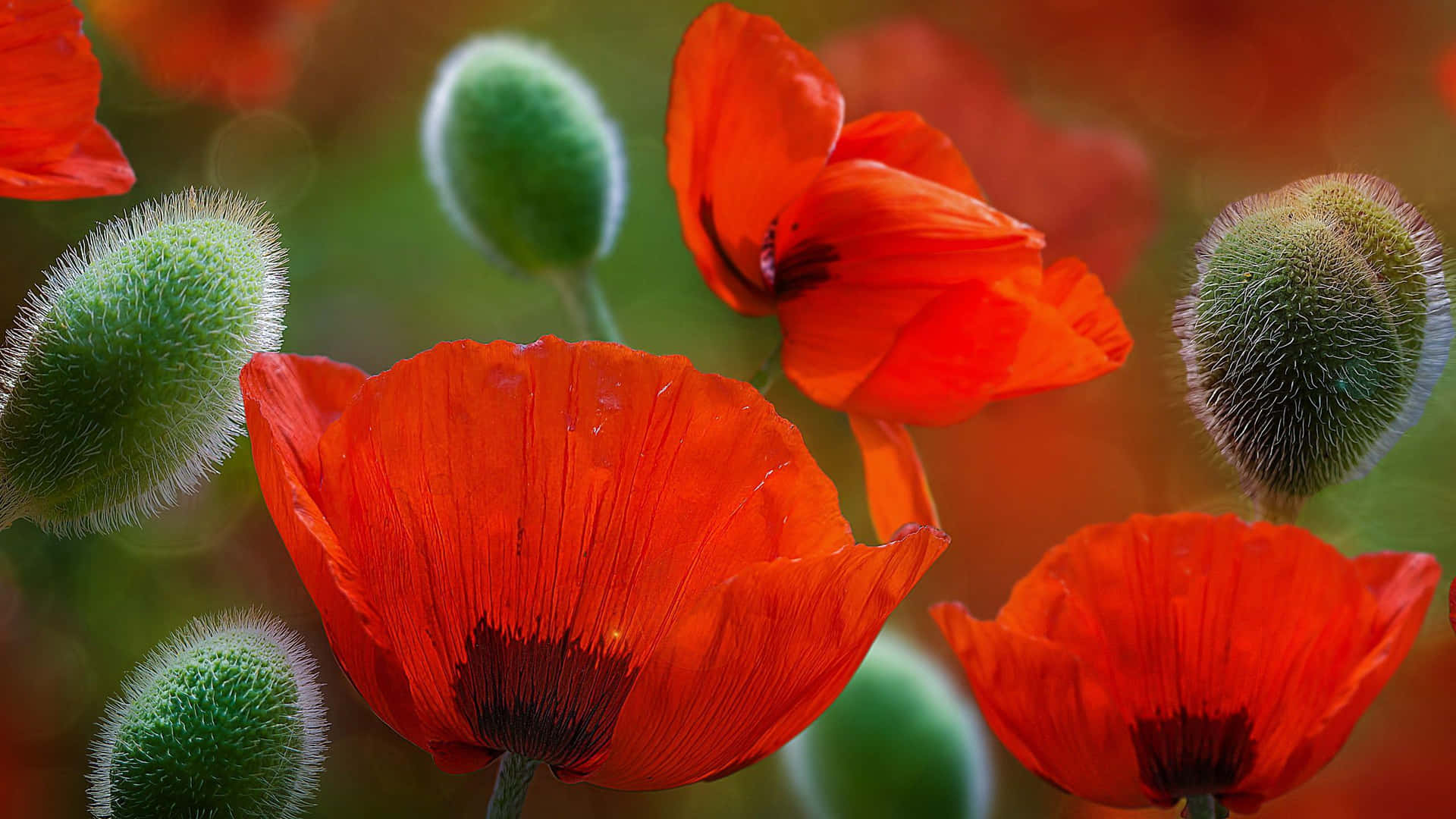 盛開的紅色罌粟花和綠色花蕾的特寫。