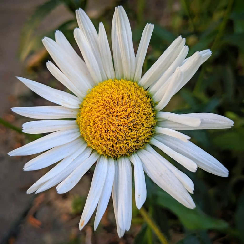 罕見雛菊花圖 壁紙 — 一朵充滿活力的雛菊特寫，擁有純白花瓣和亮黃色花心，背景是柔和模糊的綠色。
