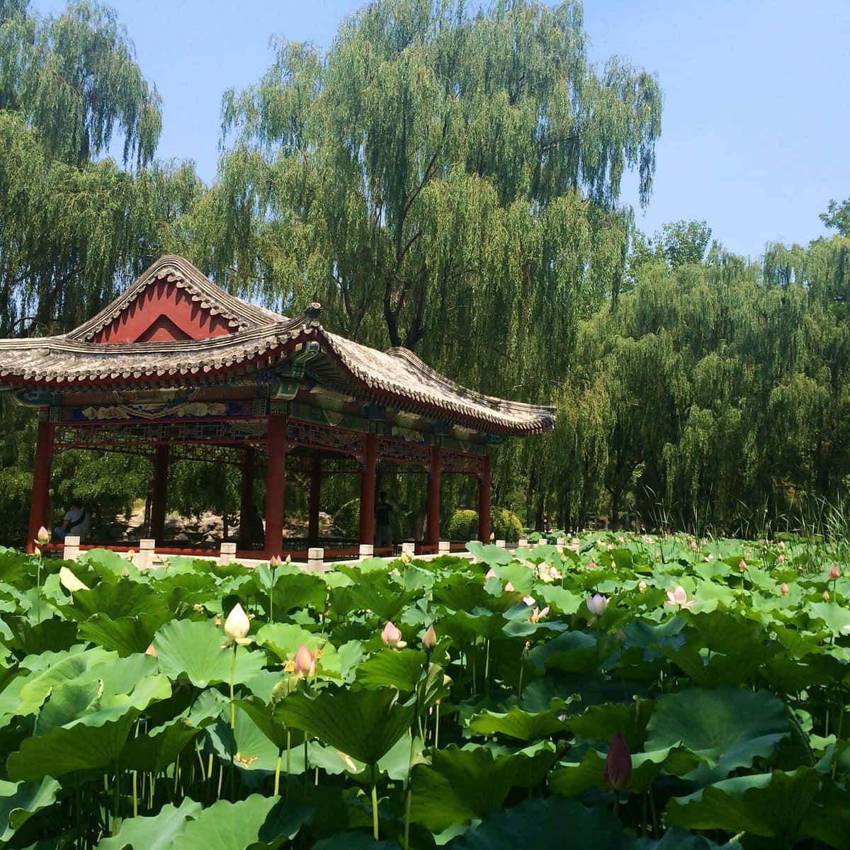傳統中式亭子，周圍環繞著荷花池和垂柳，陽光明媚。