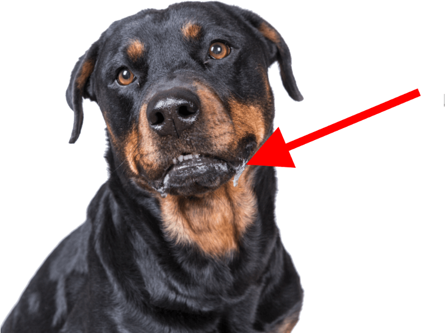 羅威納犬流口水特寫 壁紙 — 黑色背景上，一隻黑褐色羅威納犬近距離特寫，口水從嘴邊滴落。